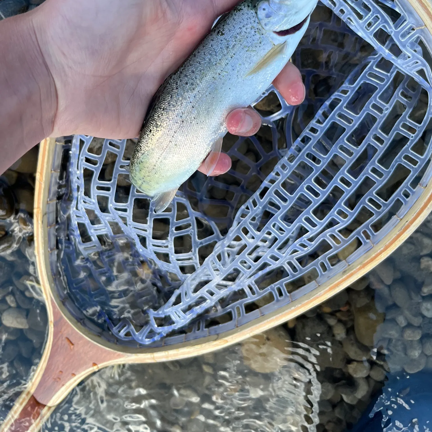 Rainbow trout caught on Fishbrain