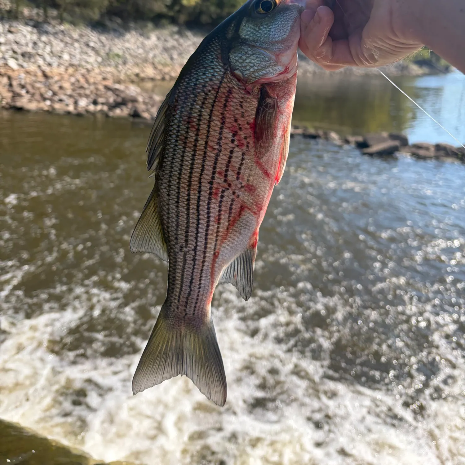 Wiper caught on Fishbrain