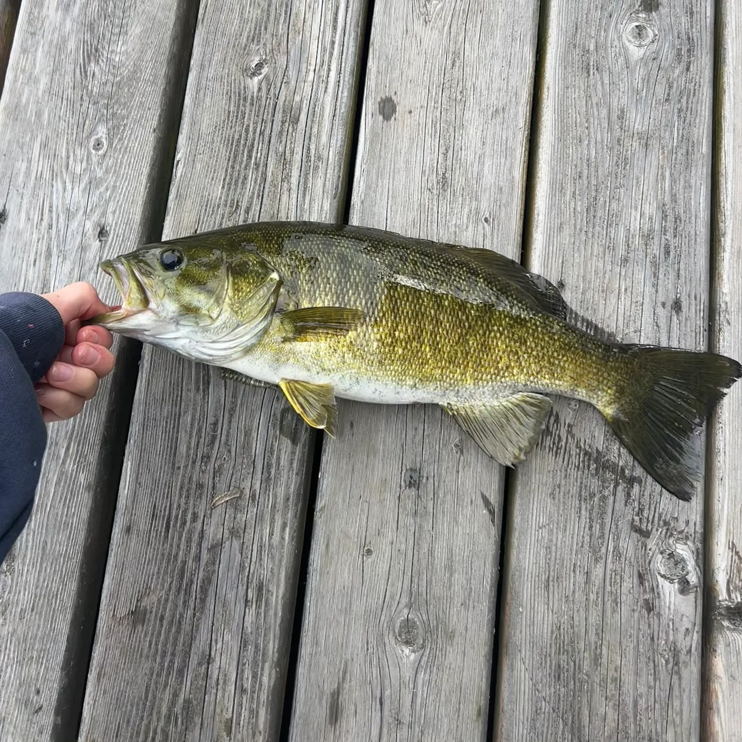 Fish caught on Fishbrain