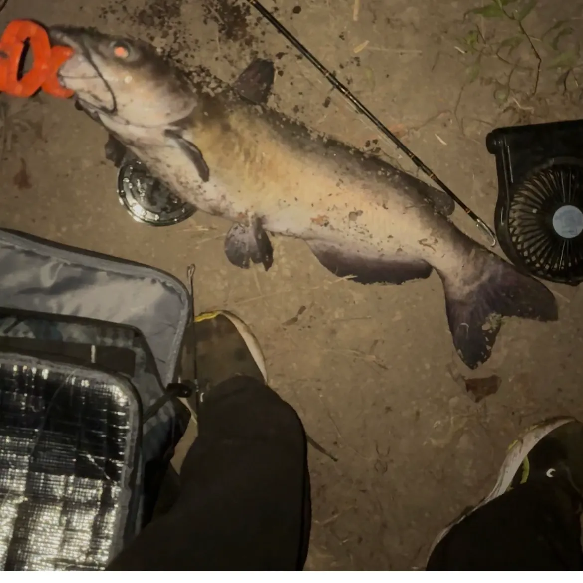 Channel catfish caught on Fishbrain