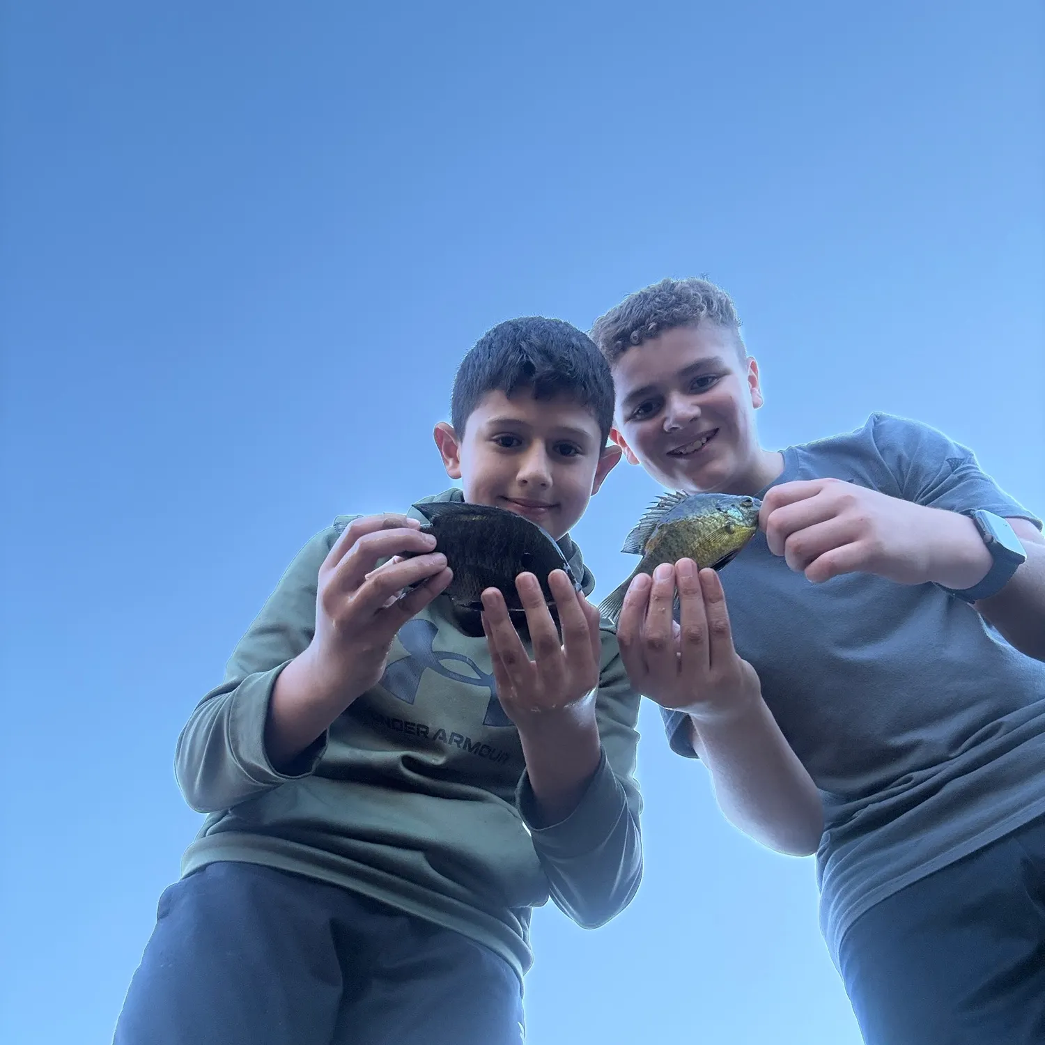 Bluegill caught on Fishbrain