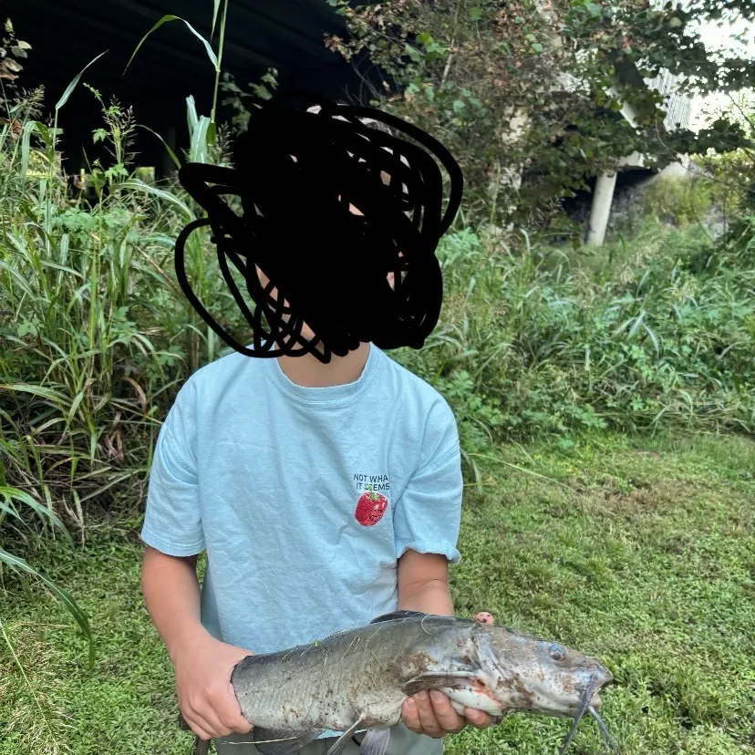Channel catfish caught on Fishbrain
