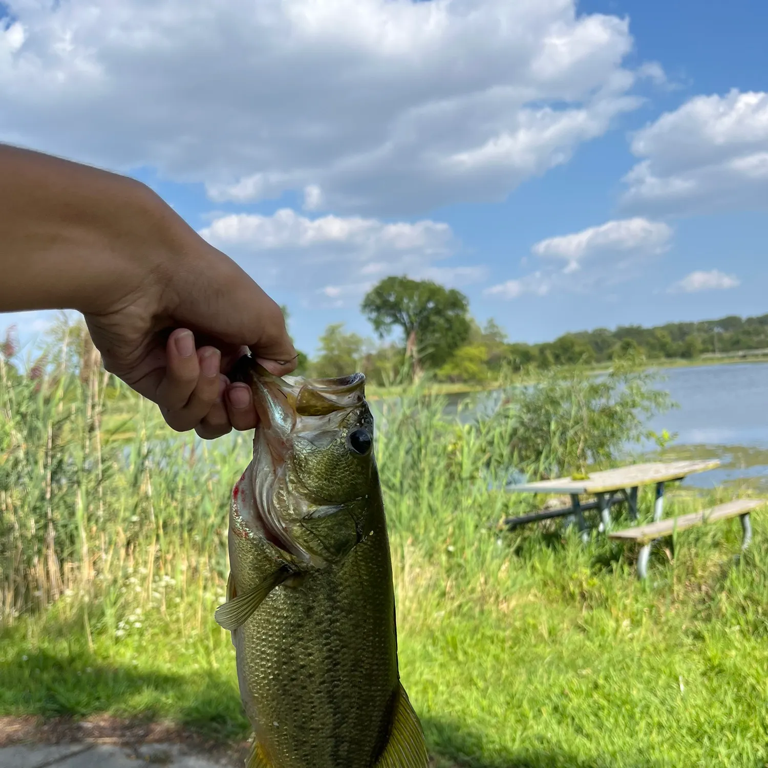 Largemouth bass caught on Fishbrain