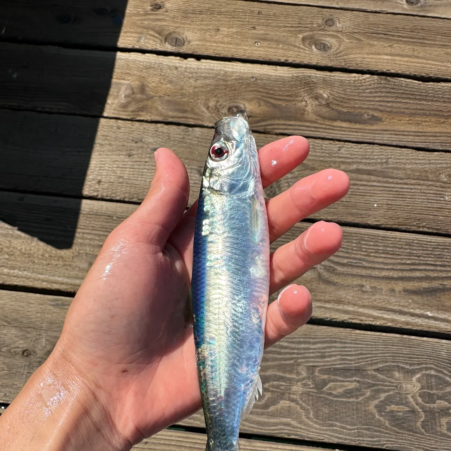 The most recent Pacific herring catches on Fishbrain