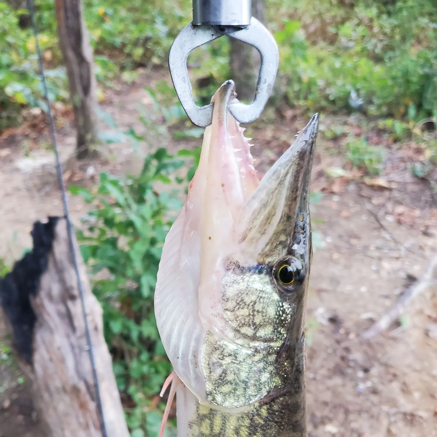 Chain pickerel caught on Fishbrain