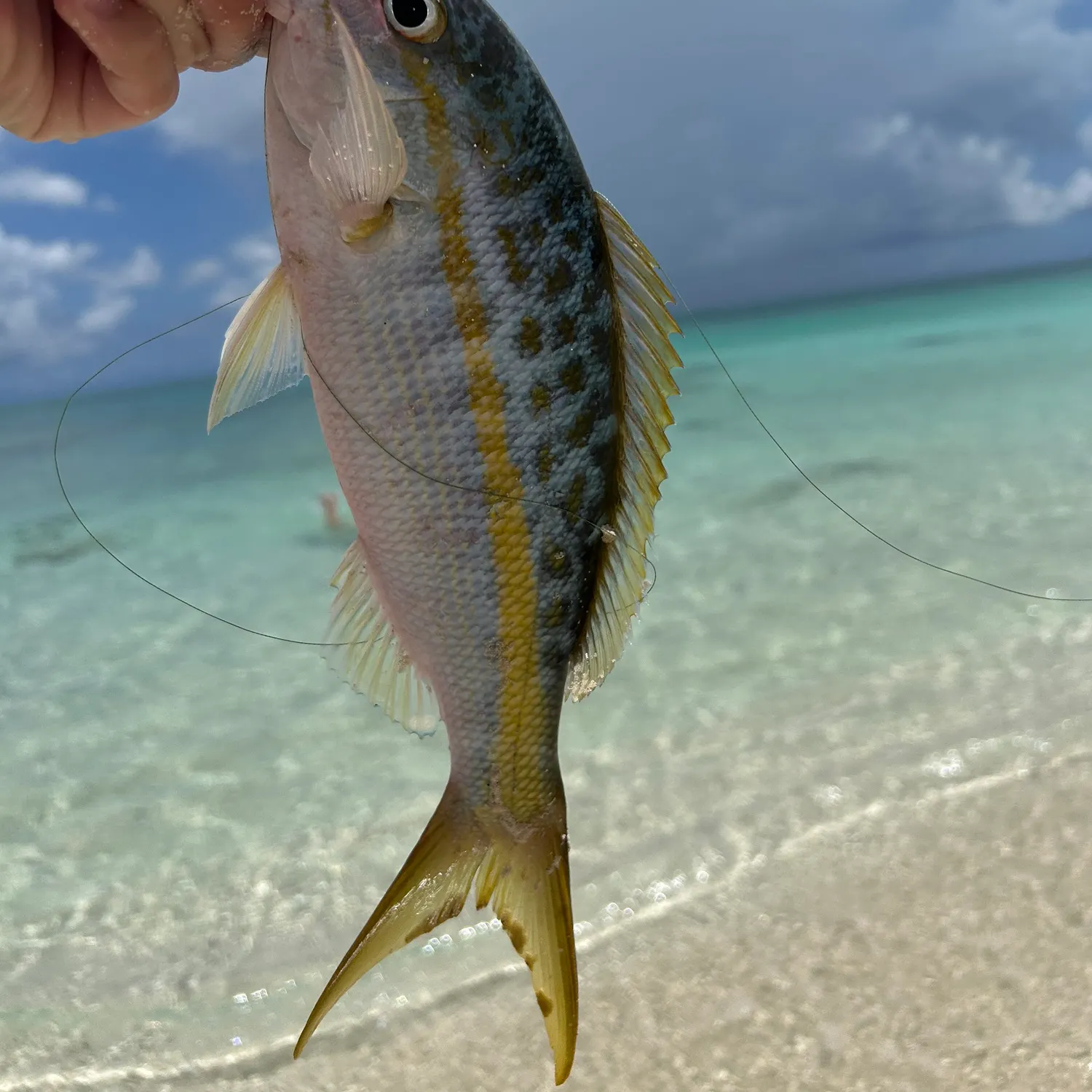 most liked catch image