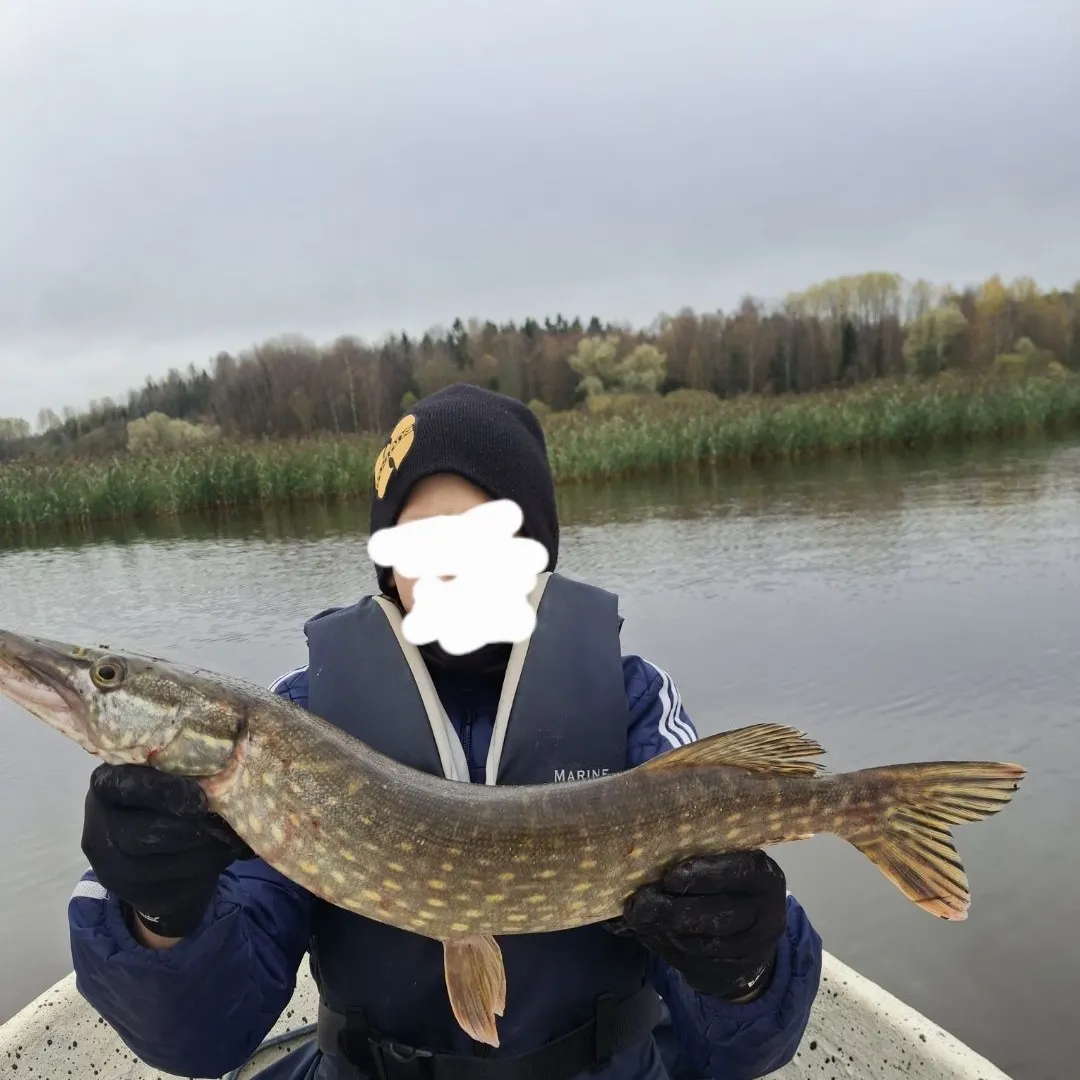 Northern pike caught on Fishbrain