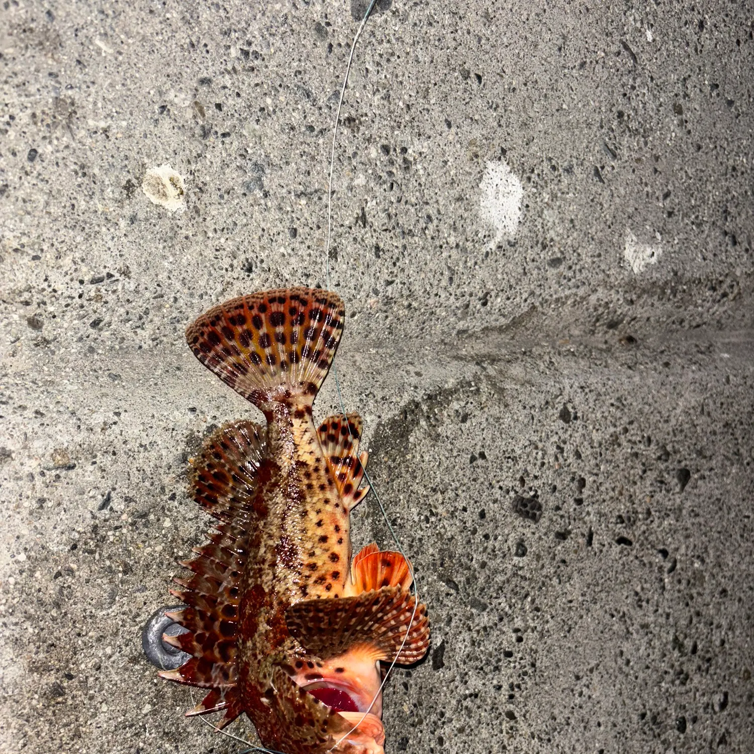 recently logged catches