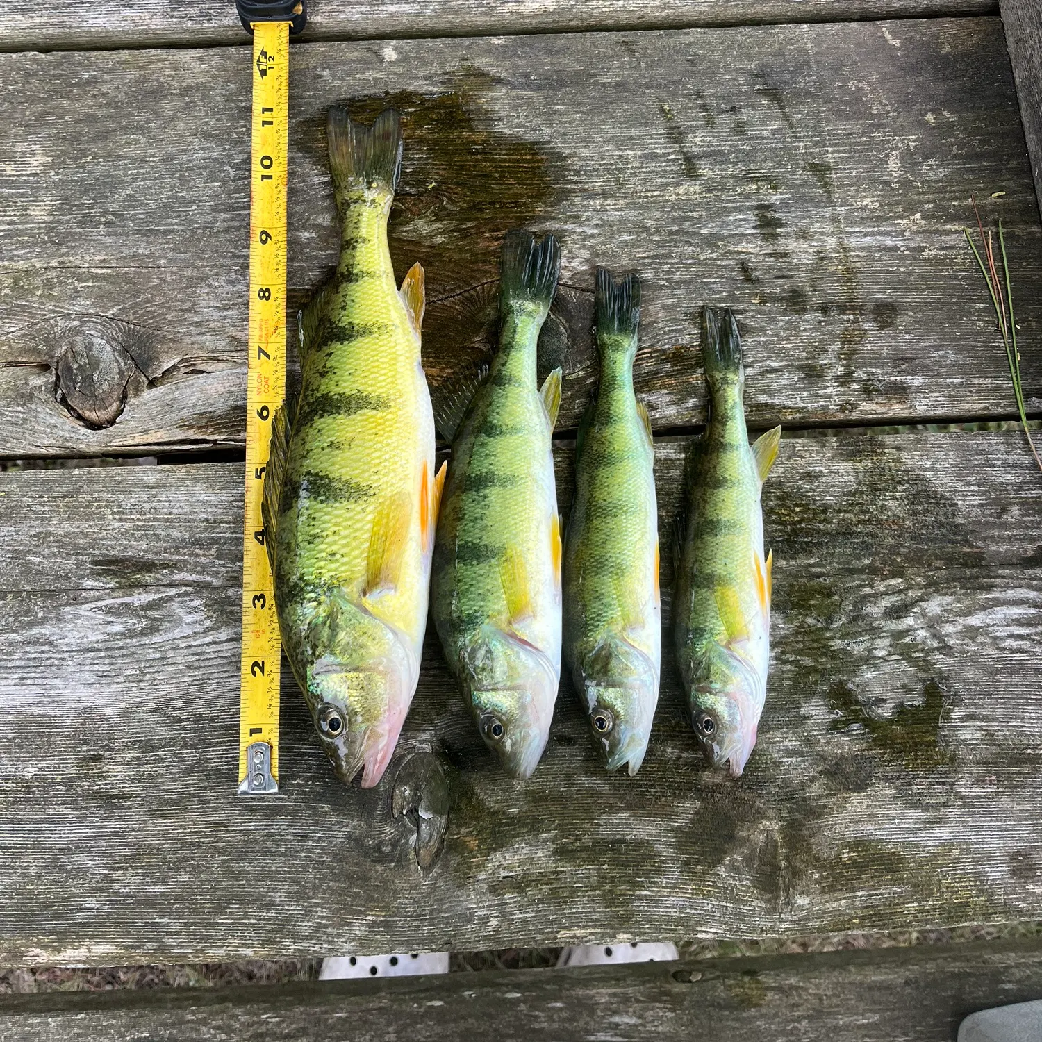 recently logged catches