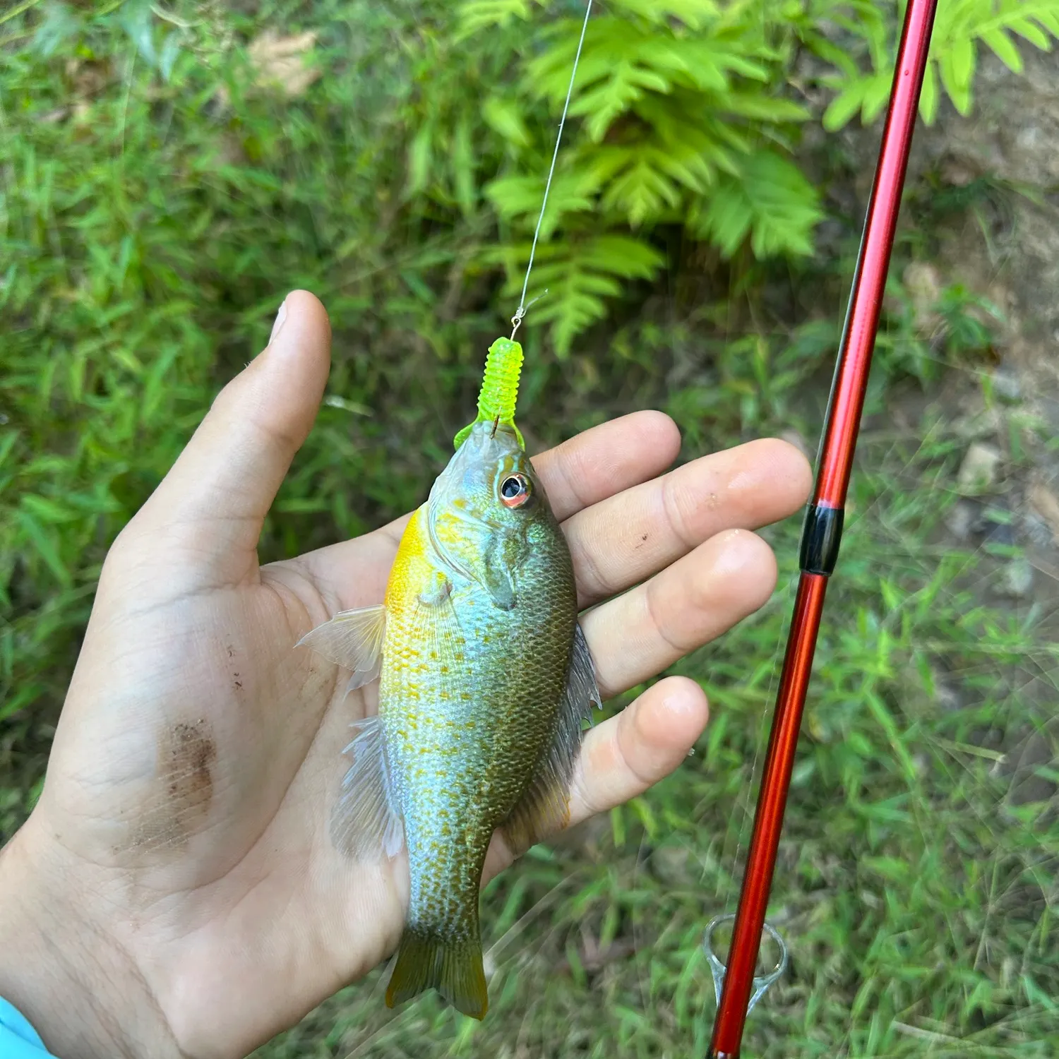 Redbreast sunfish caught on Fishbrain