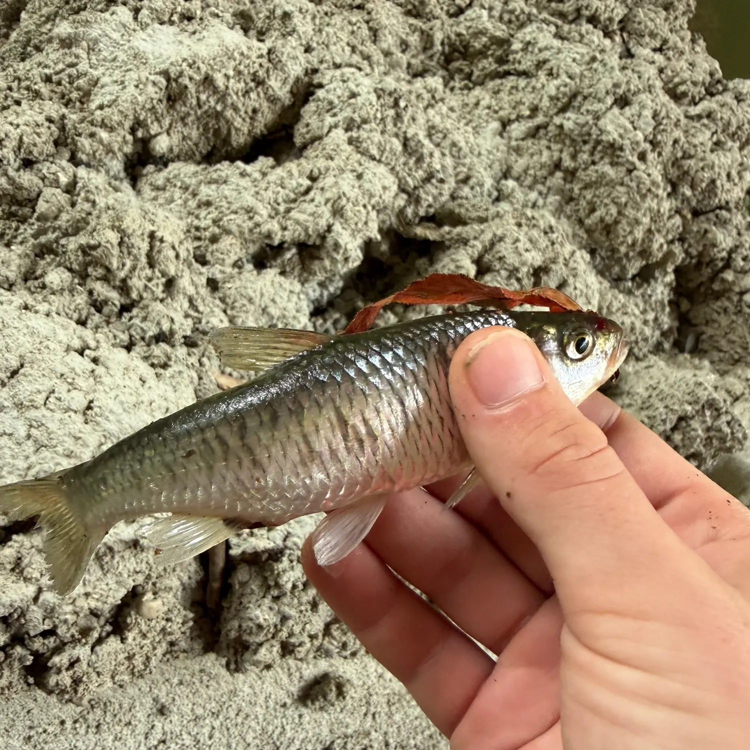 Striped shiner caught on Fishbrain