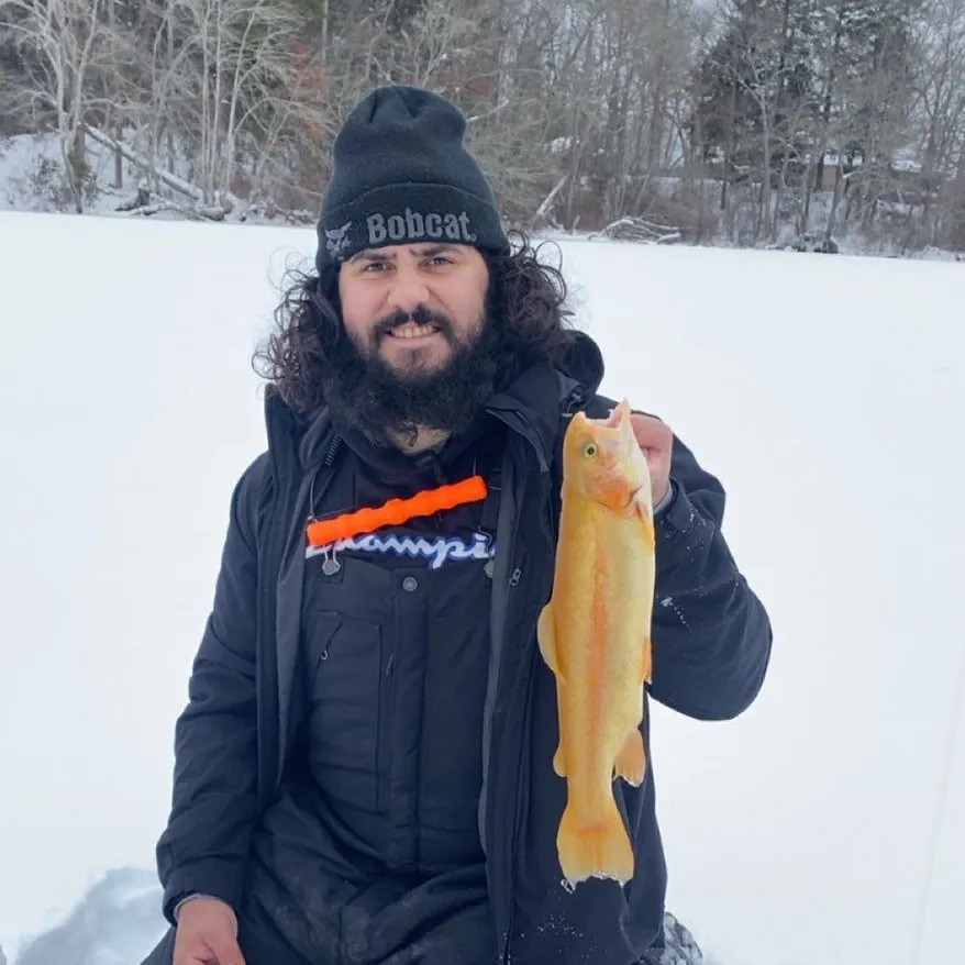 The most recent Golden trout catches on Fishbrain