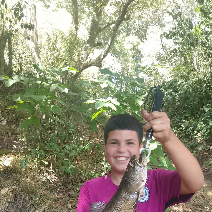 The most recent Trahira catches on Fishbrain