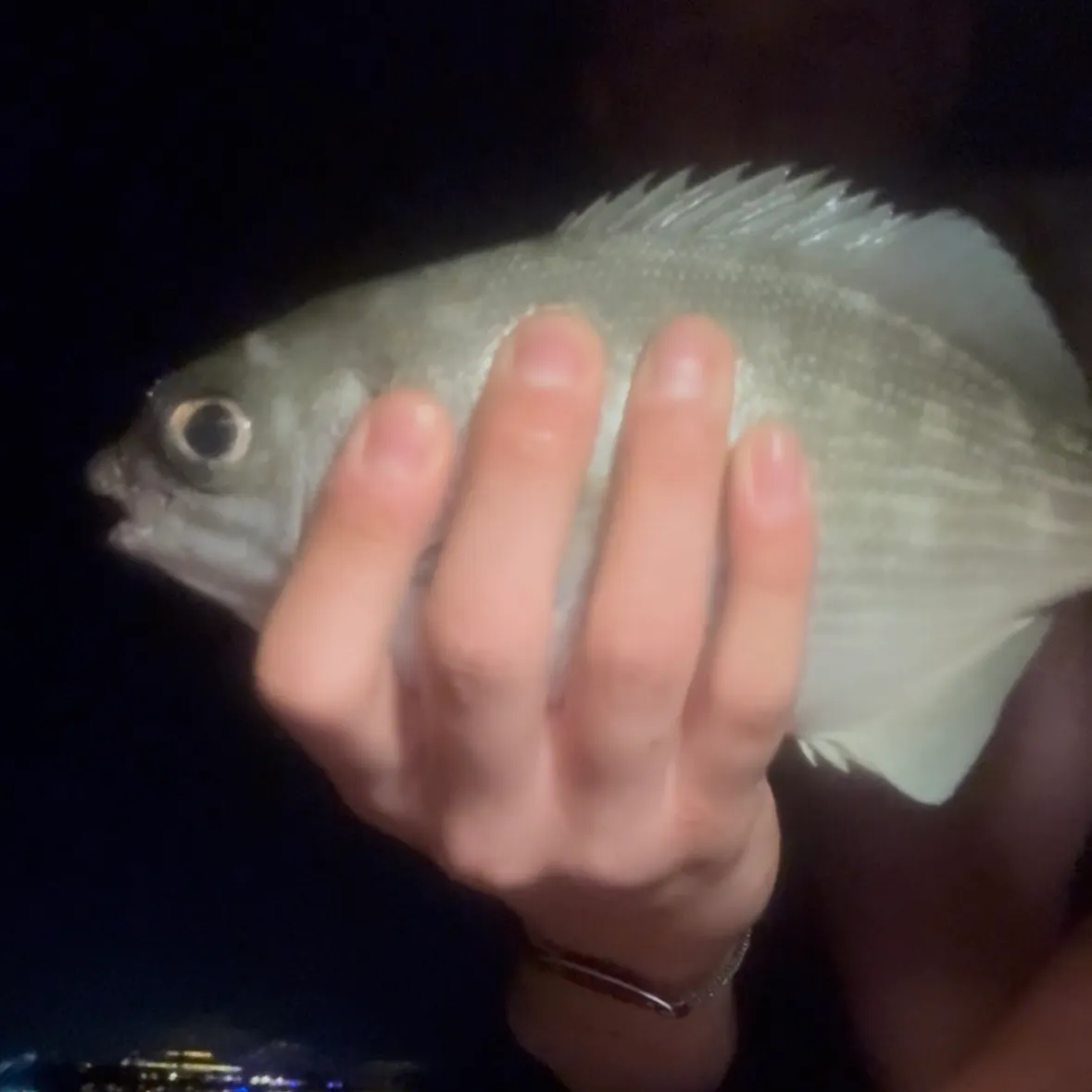 The most recent Schoolmaster snapper catches on Fishbrain