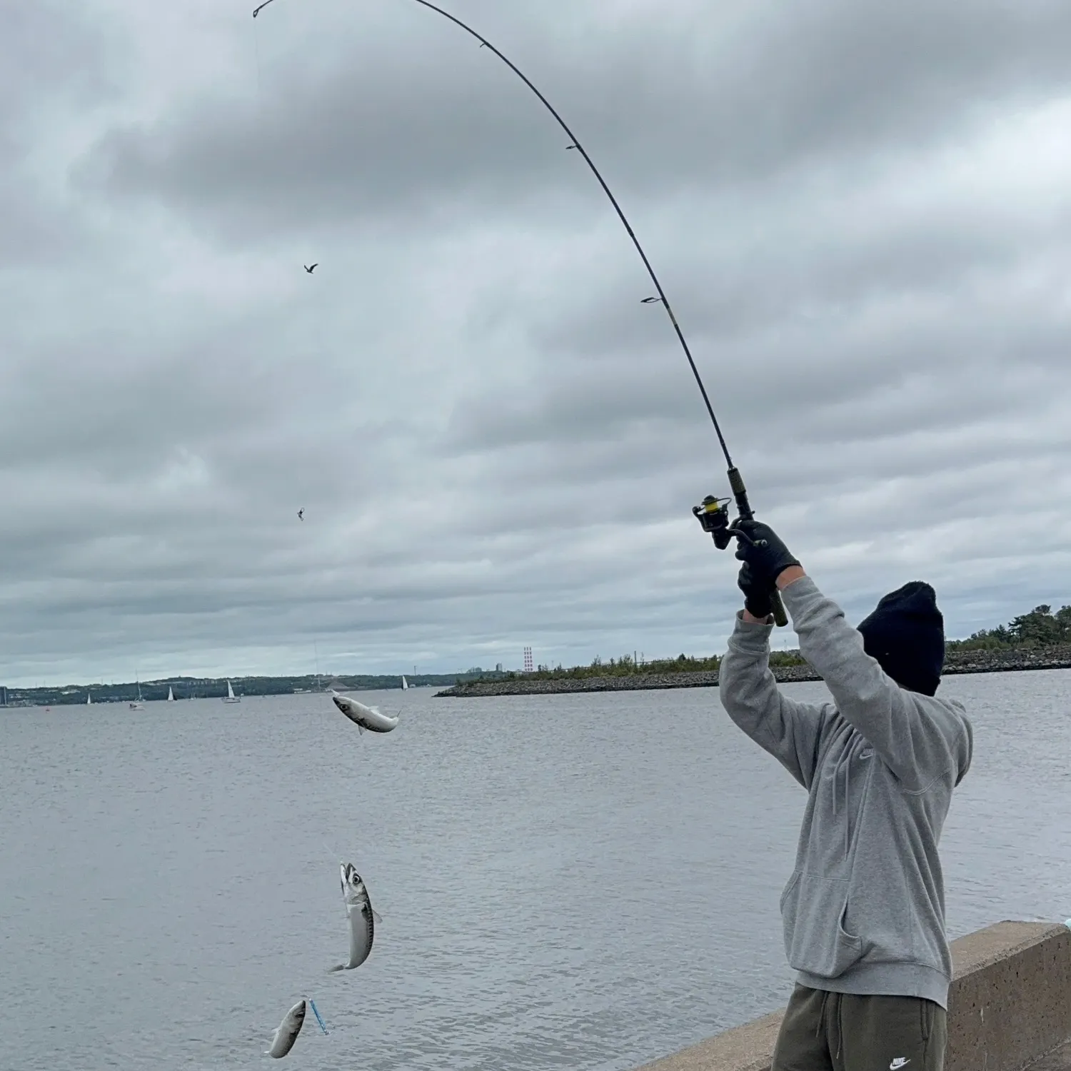 Atlantic mackerel caught on Fishbrain