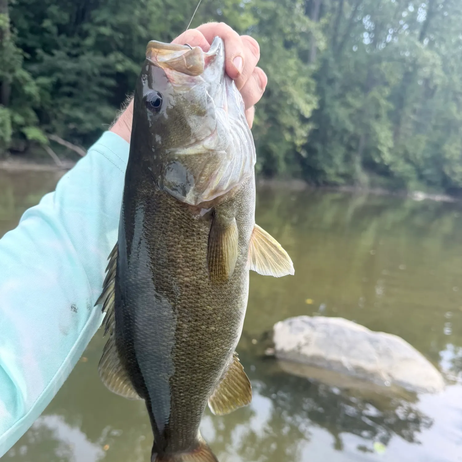 Smallmouth bass caught on Fishbrain