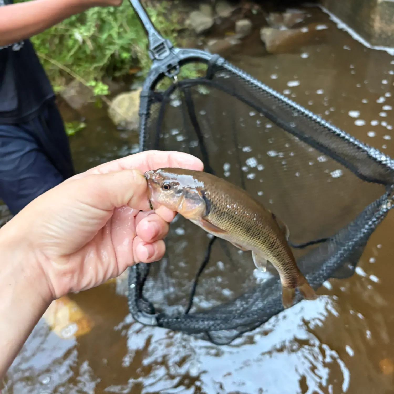 Creek chub caught on Fishbrain