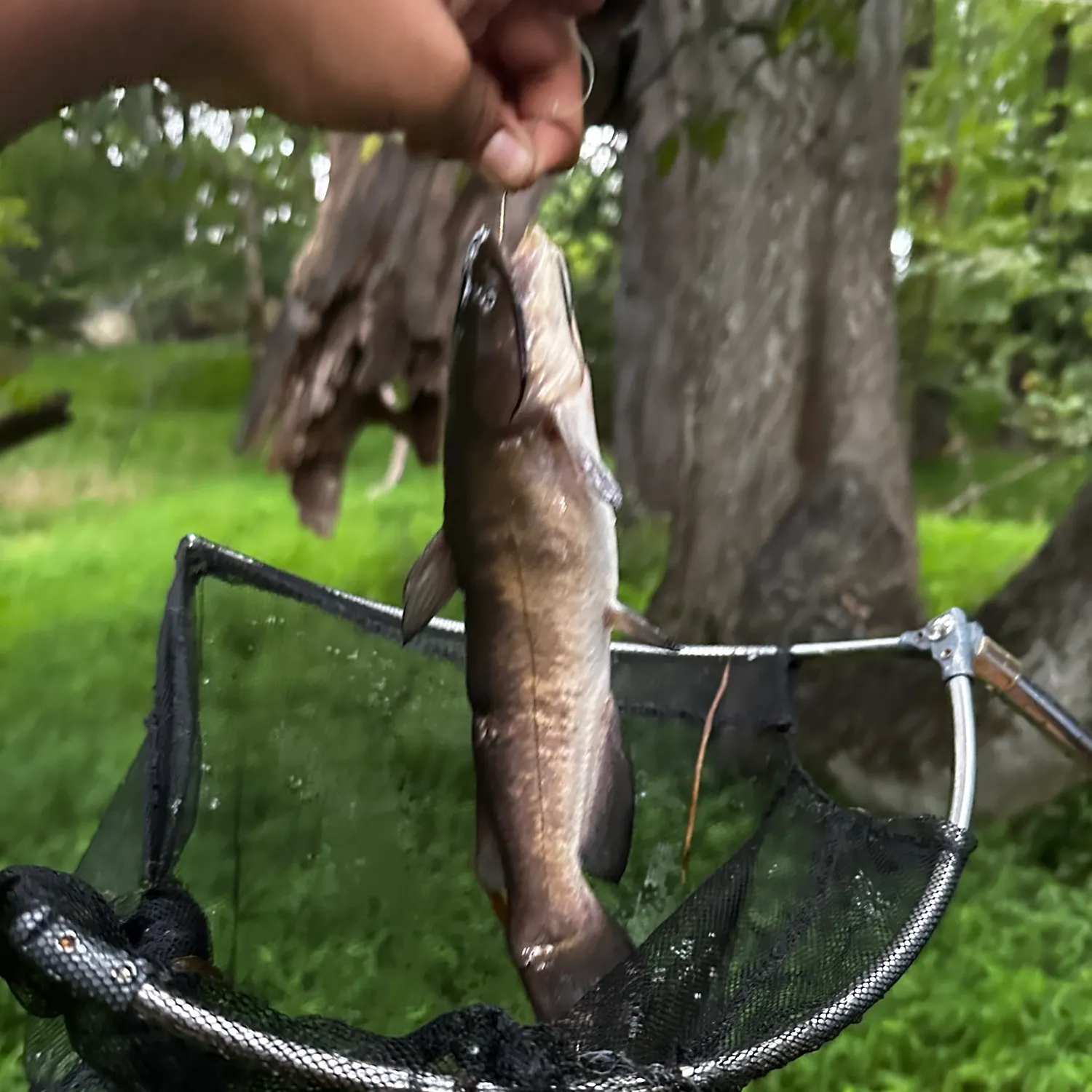 Brown bullhead caught on Fishbrain