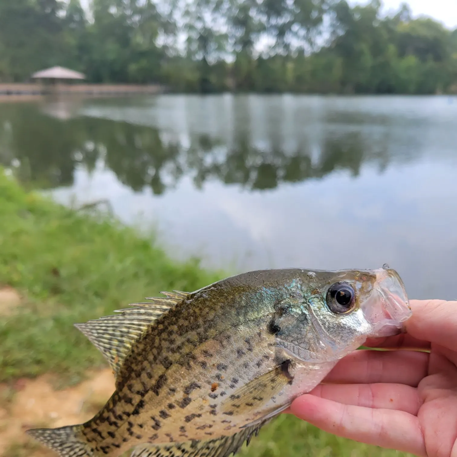 Black crappie caught on Fishbrain