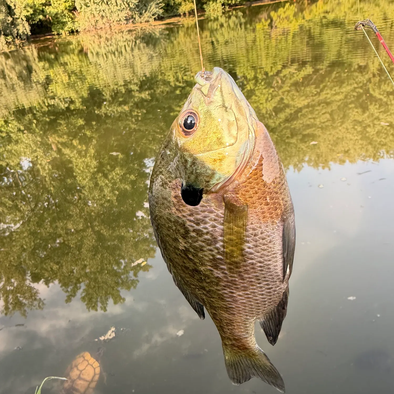 Bluegill caught on Fishbrain