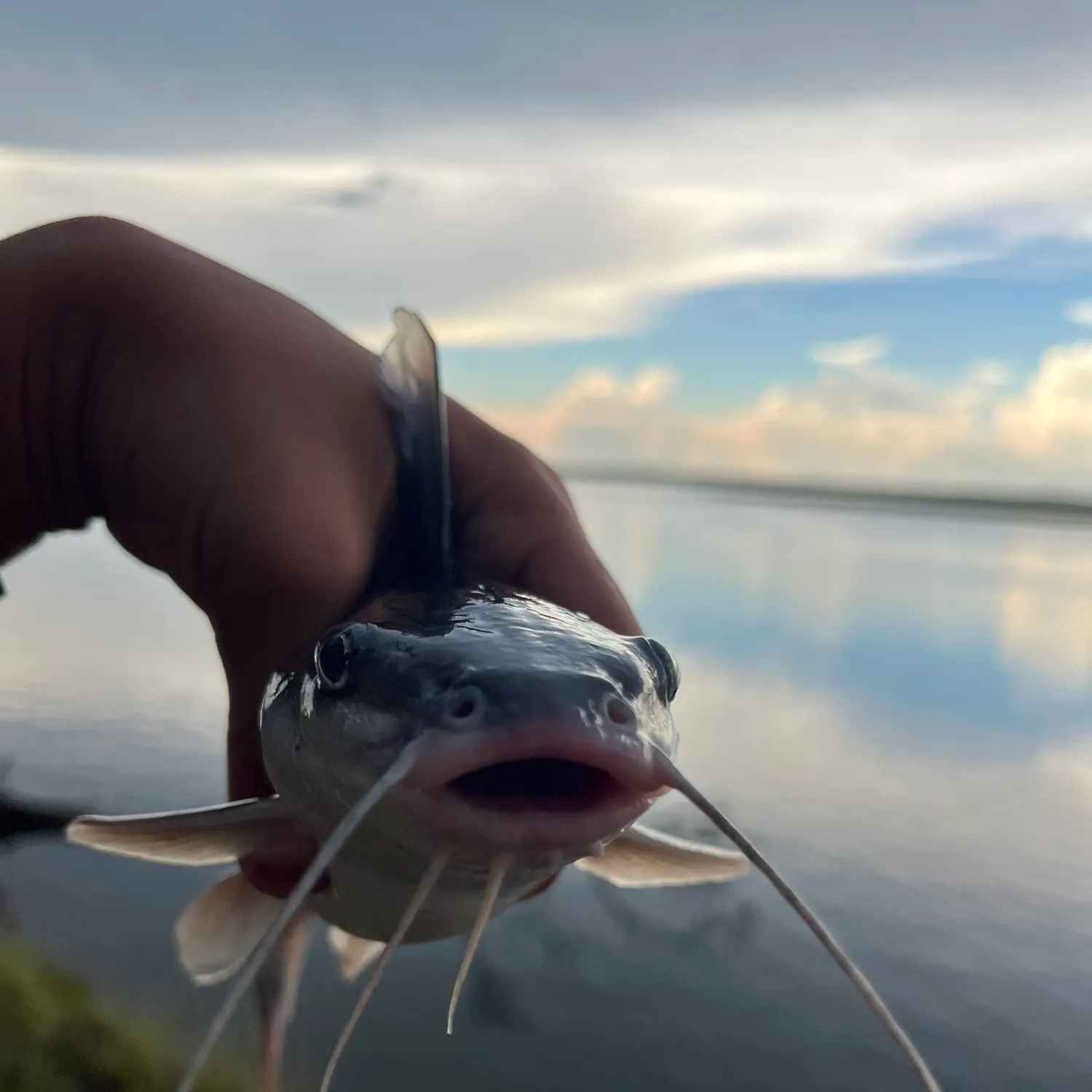 Hardhead sea catfish caught on Fishbrain