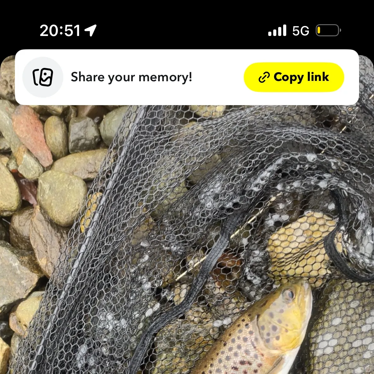 recently logged catches