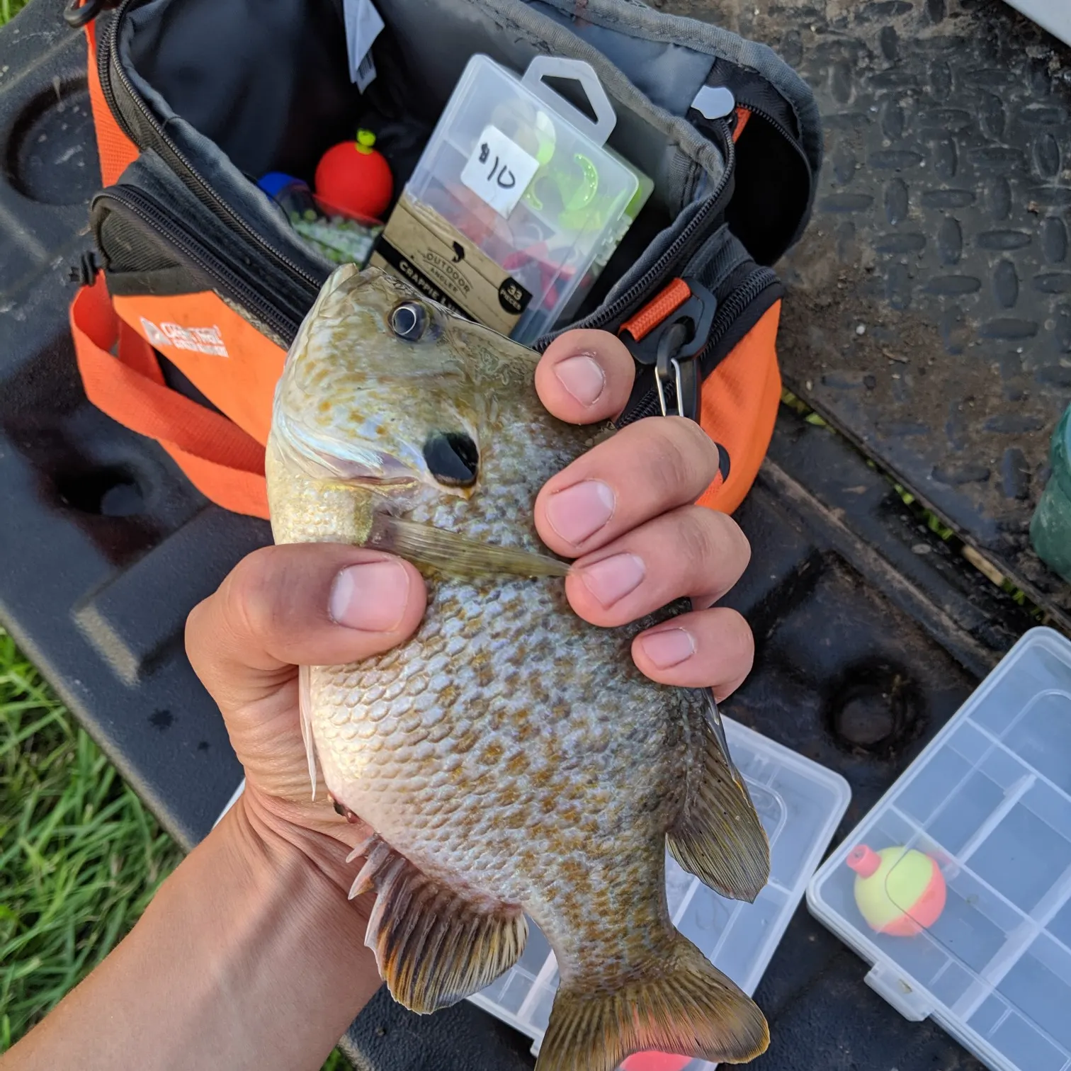 angler catch
