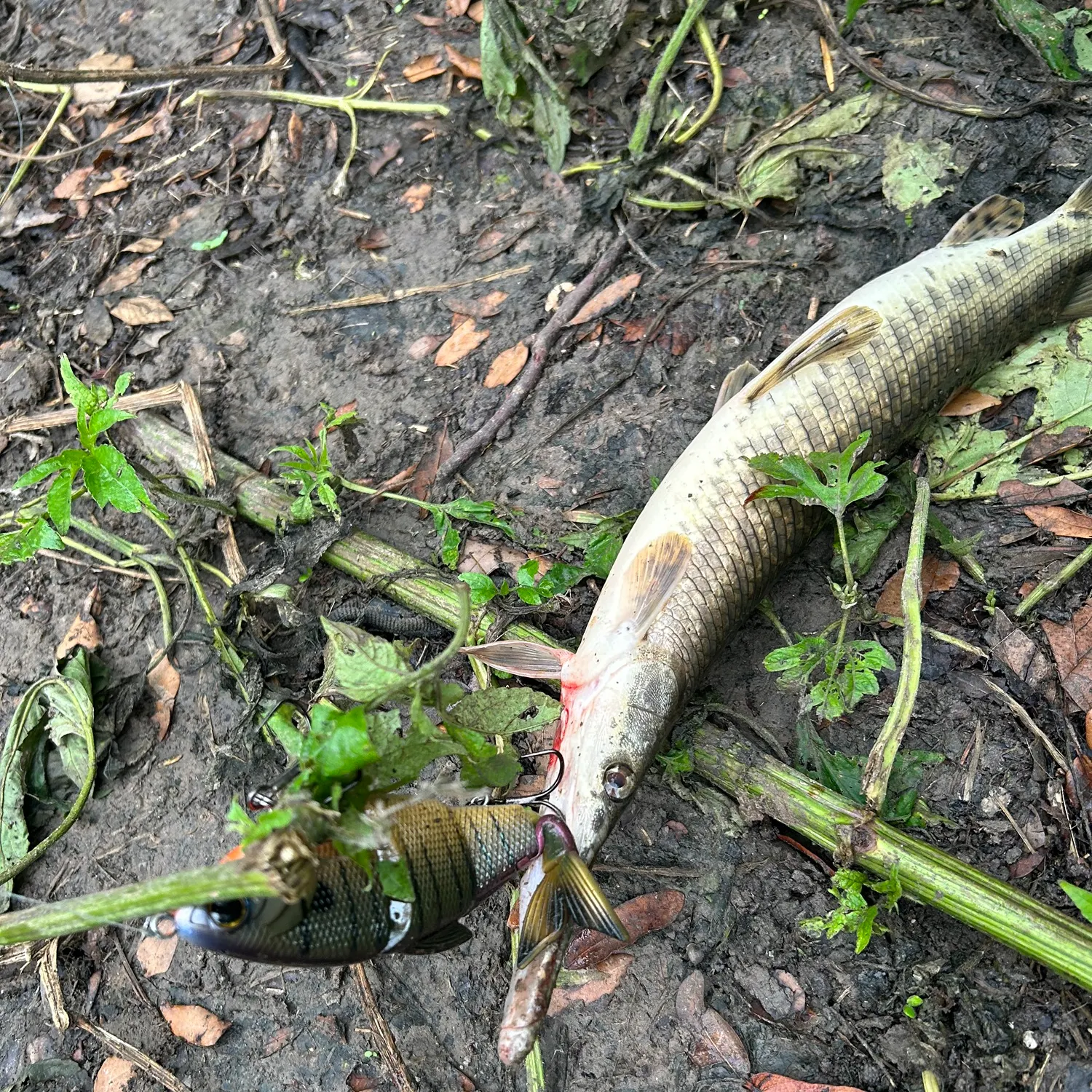 The most recent Spotted gar catches on Fishbrain