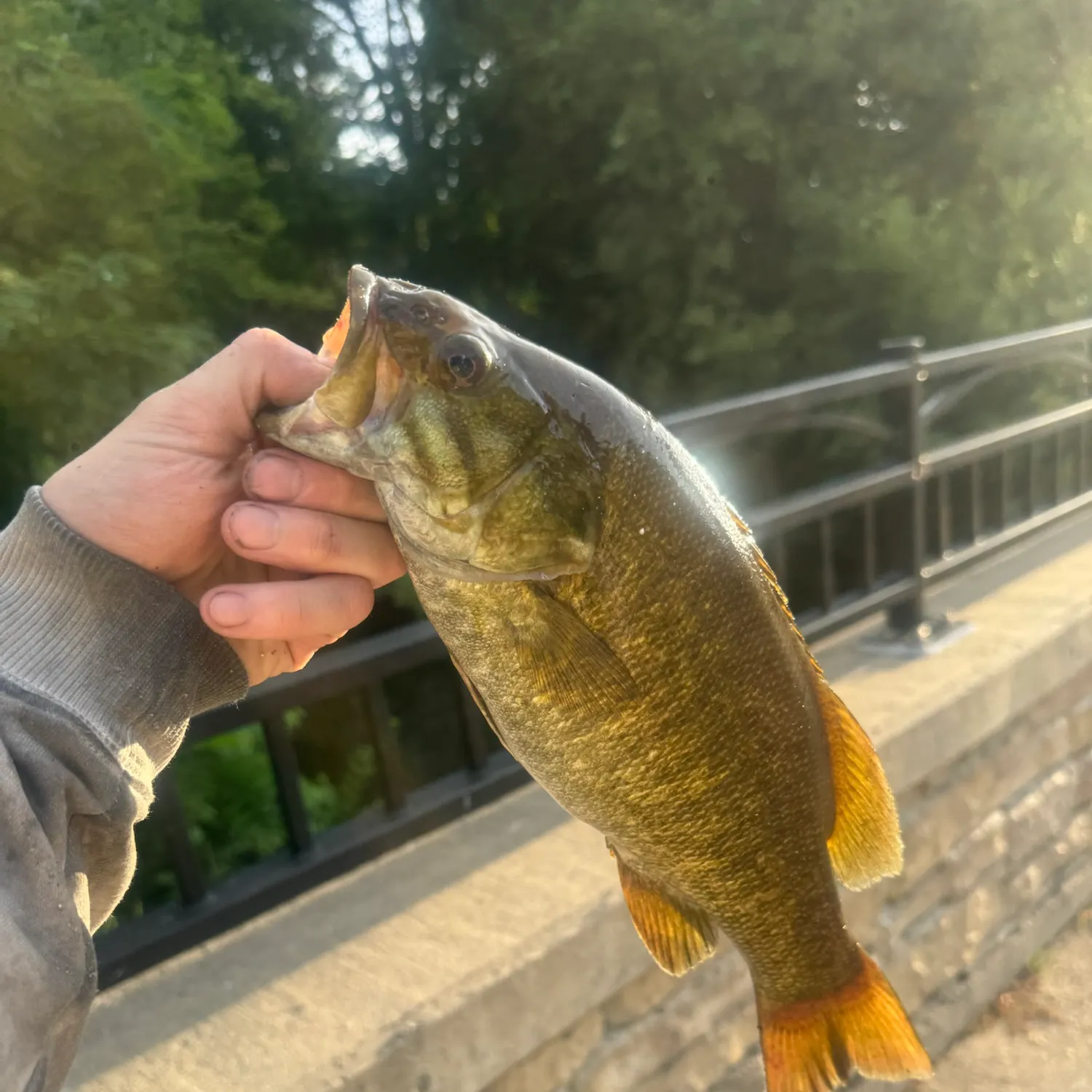 Smallmouth bass caught on Fishbrain