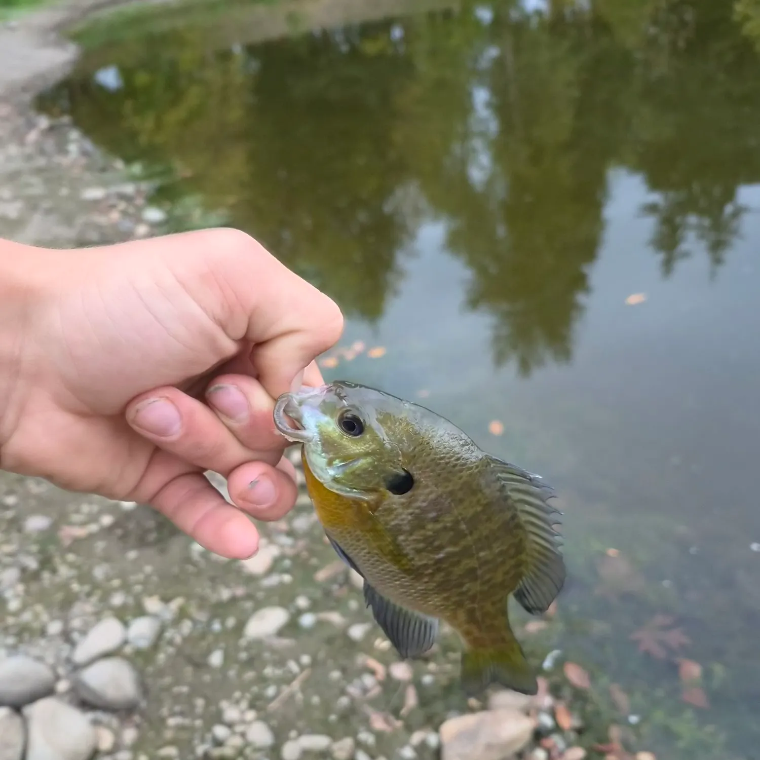 Bluegill caught on Fishbrain