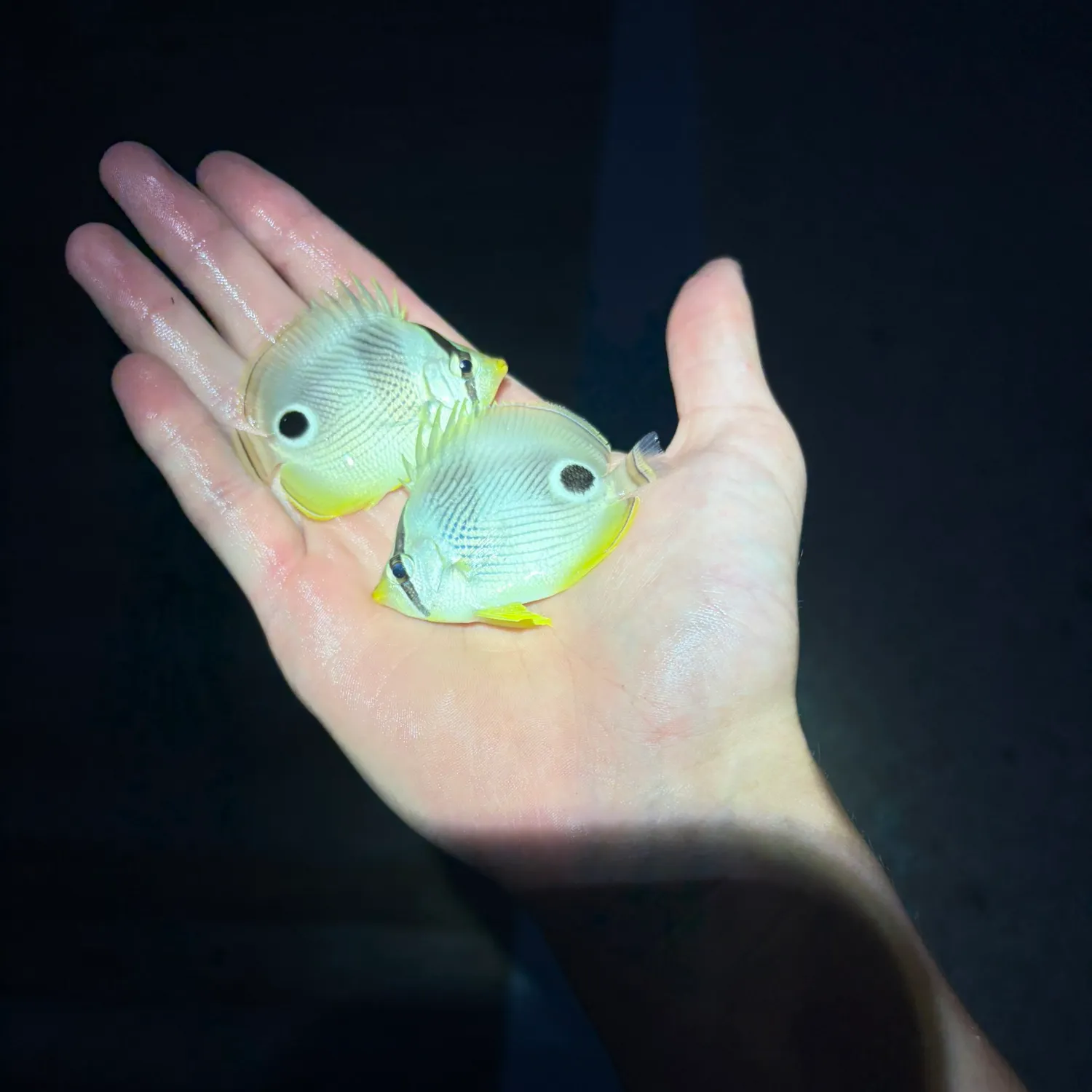 The most recent Foureye butterflyfish catches on Fishbrain