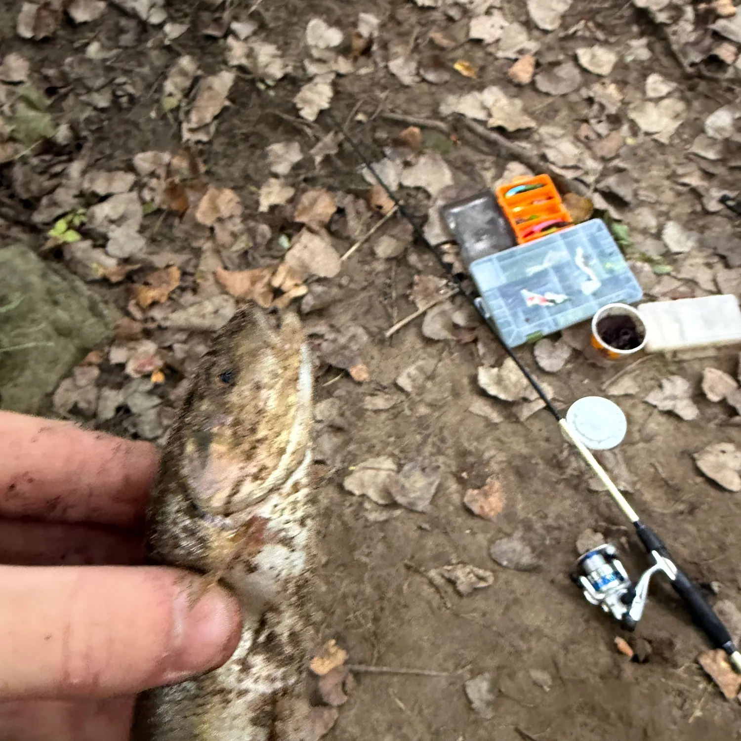 Creek chub caught on Fishbrain