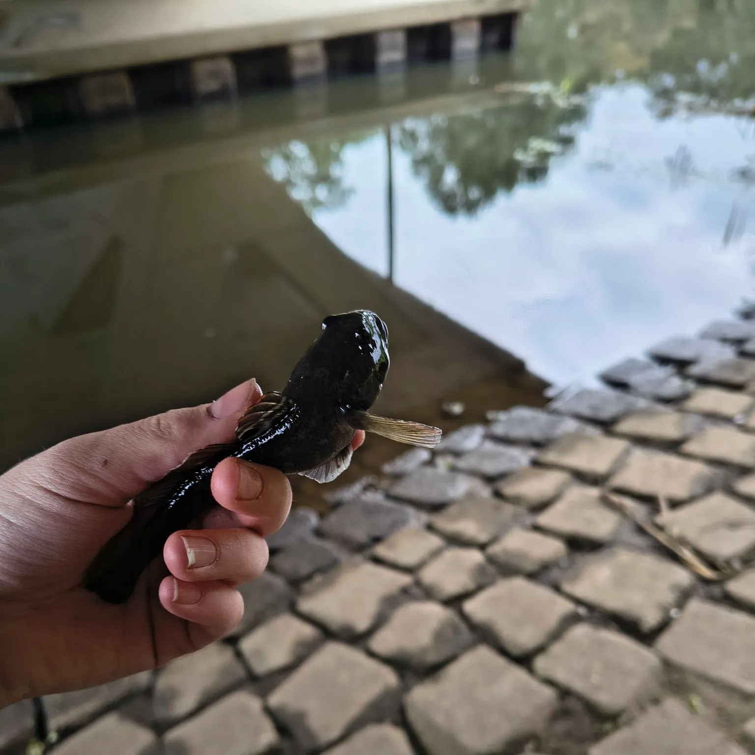 Round goby caught on Fishbrain