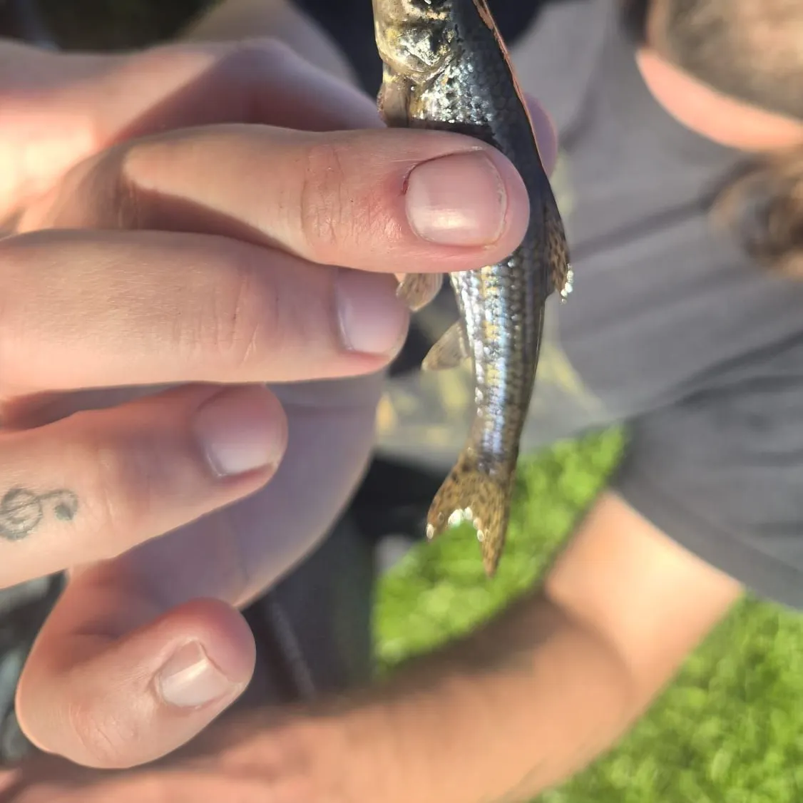 Gudgeon caught on Fishbrain