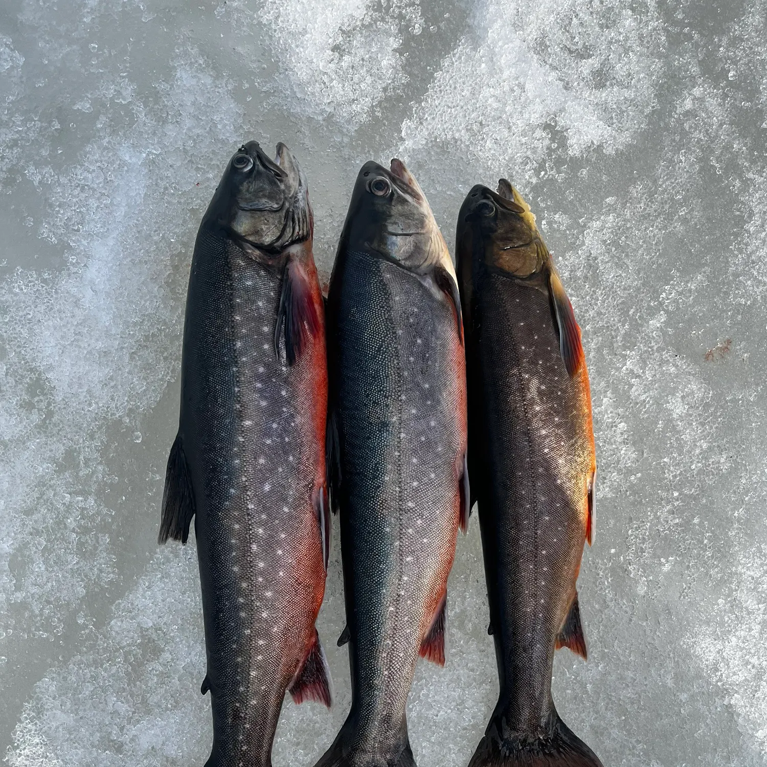The most recent Arctic char catches on Fishbrain