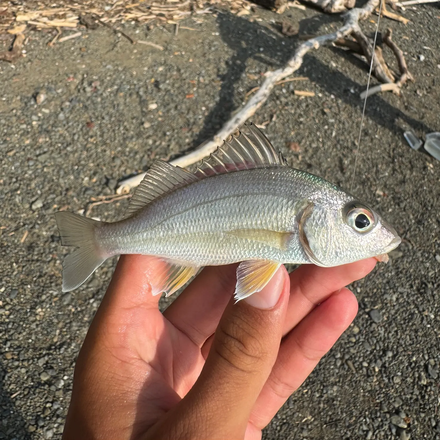 The most recent Elongate grunt catches on Fishbrain