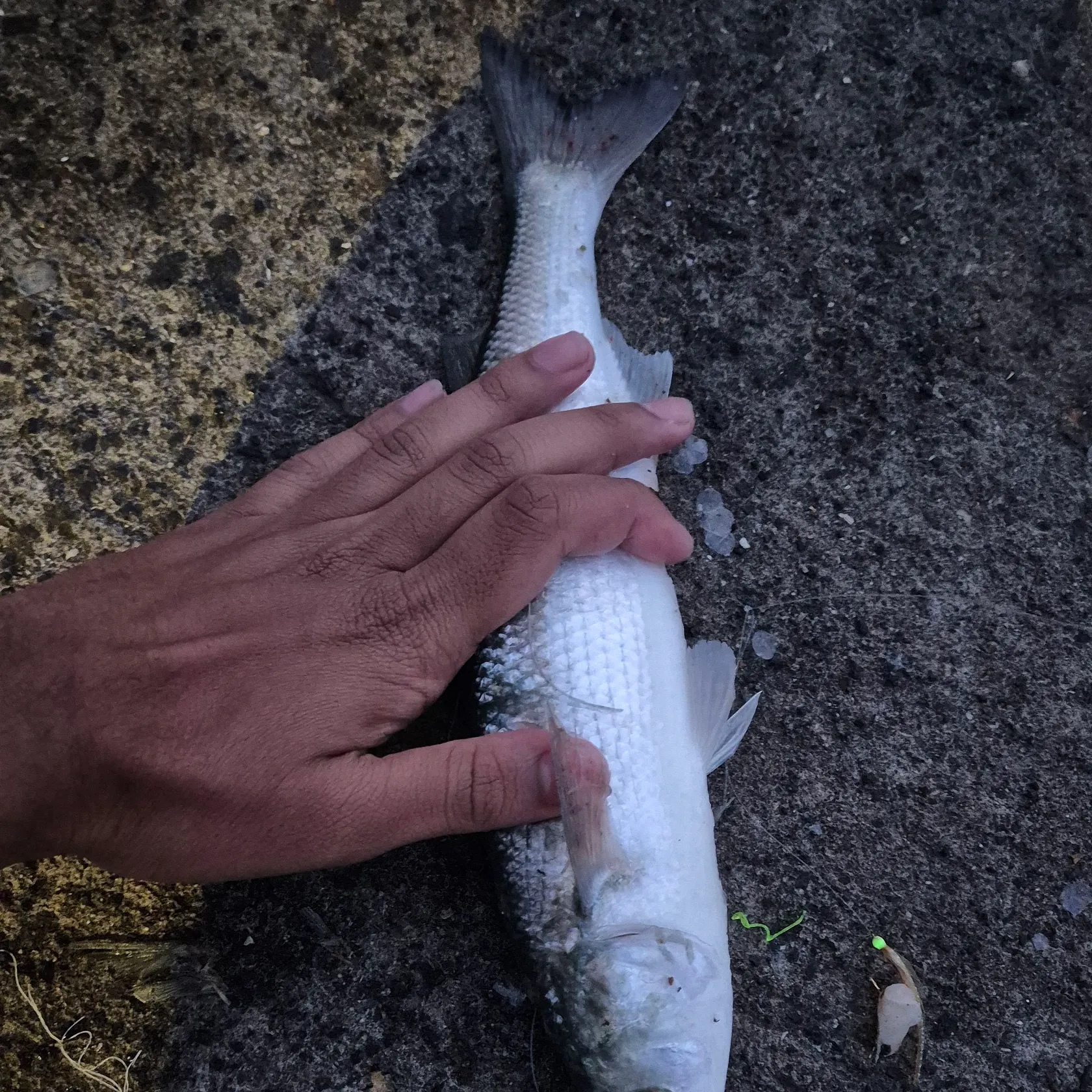 The most recent Yellow-eye mullet catches on Fishbrain