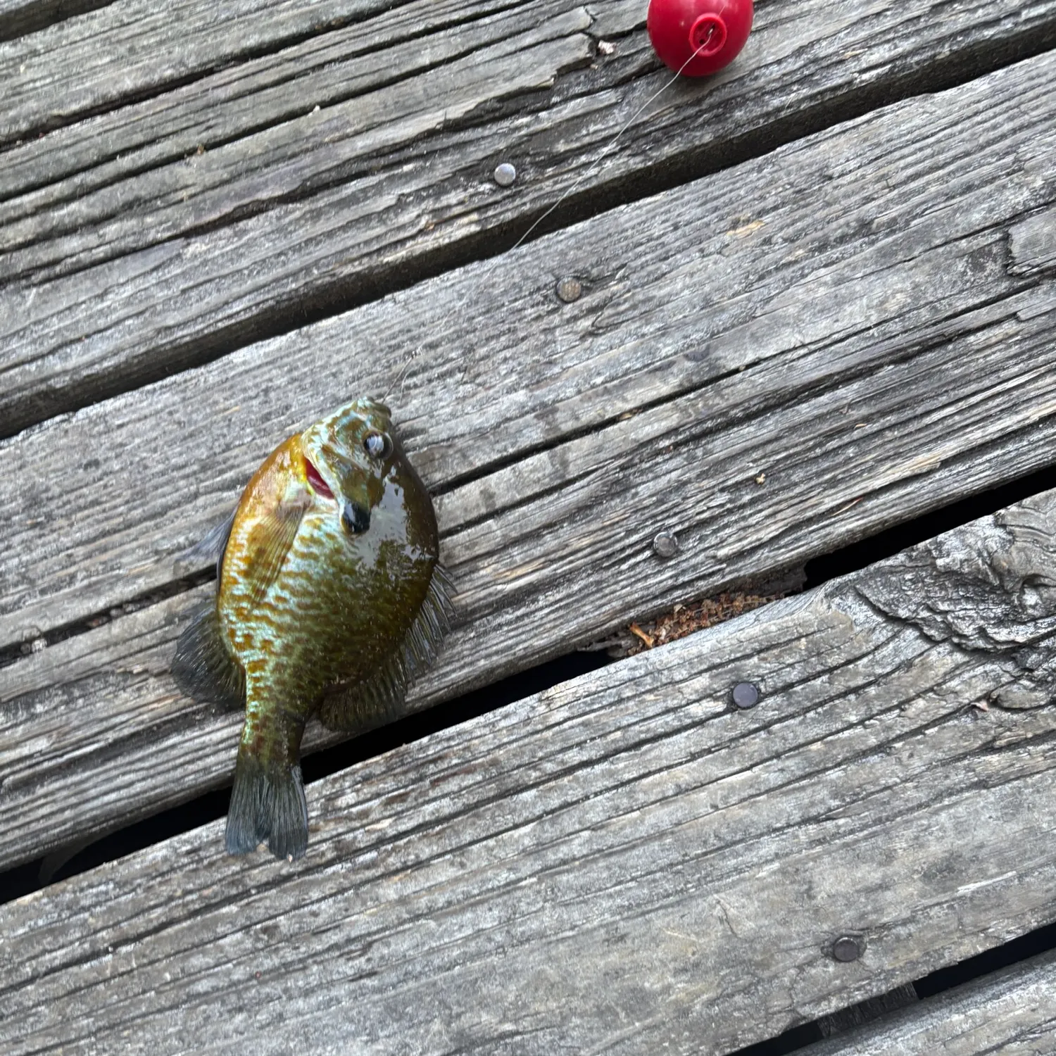 Pumpkinseed caught on Fishbrain