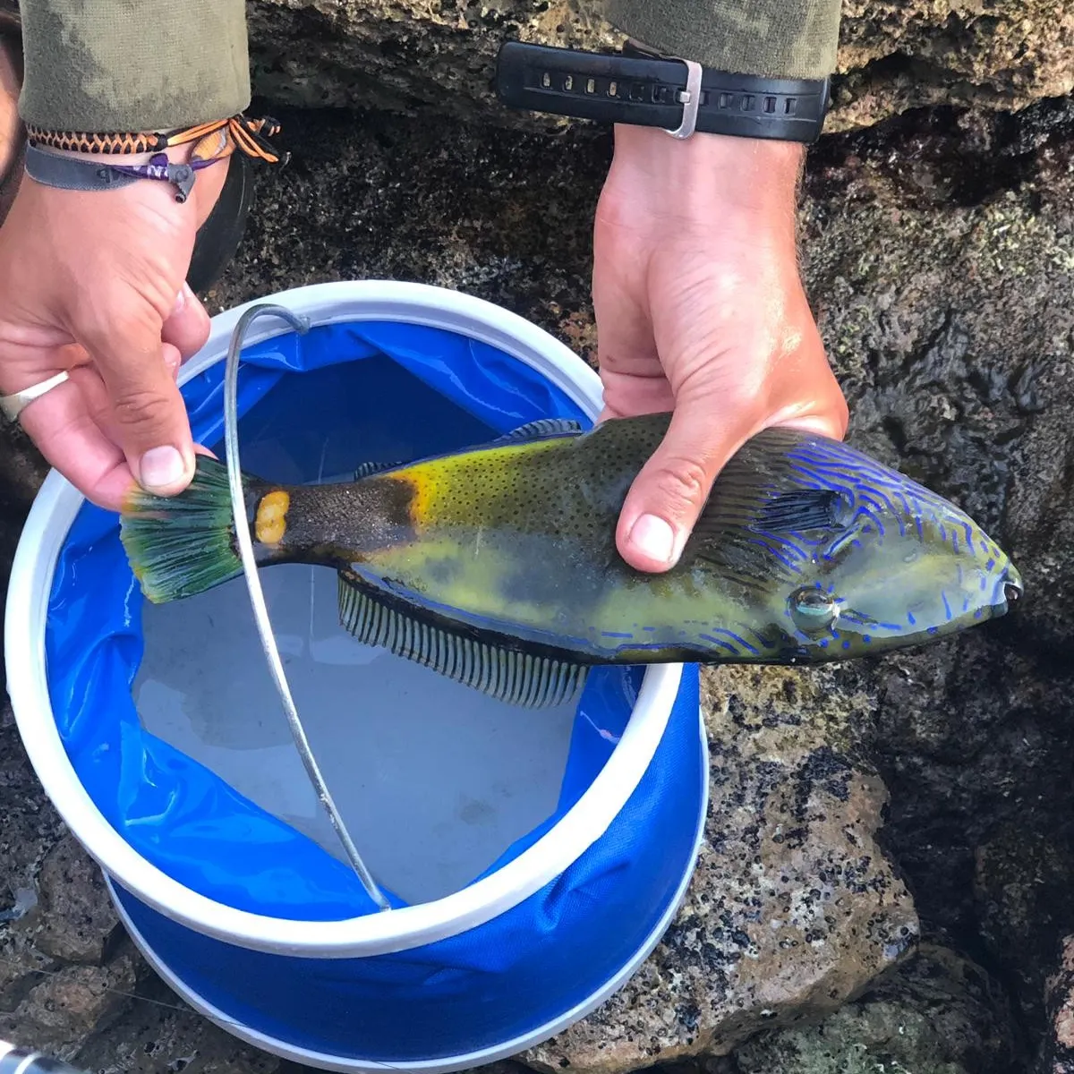 recently logged catches