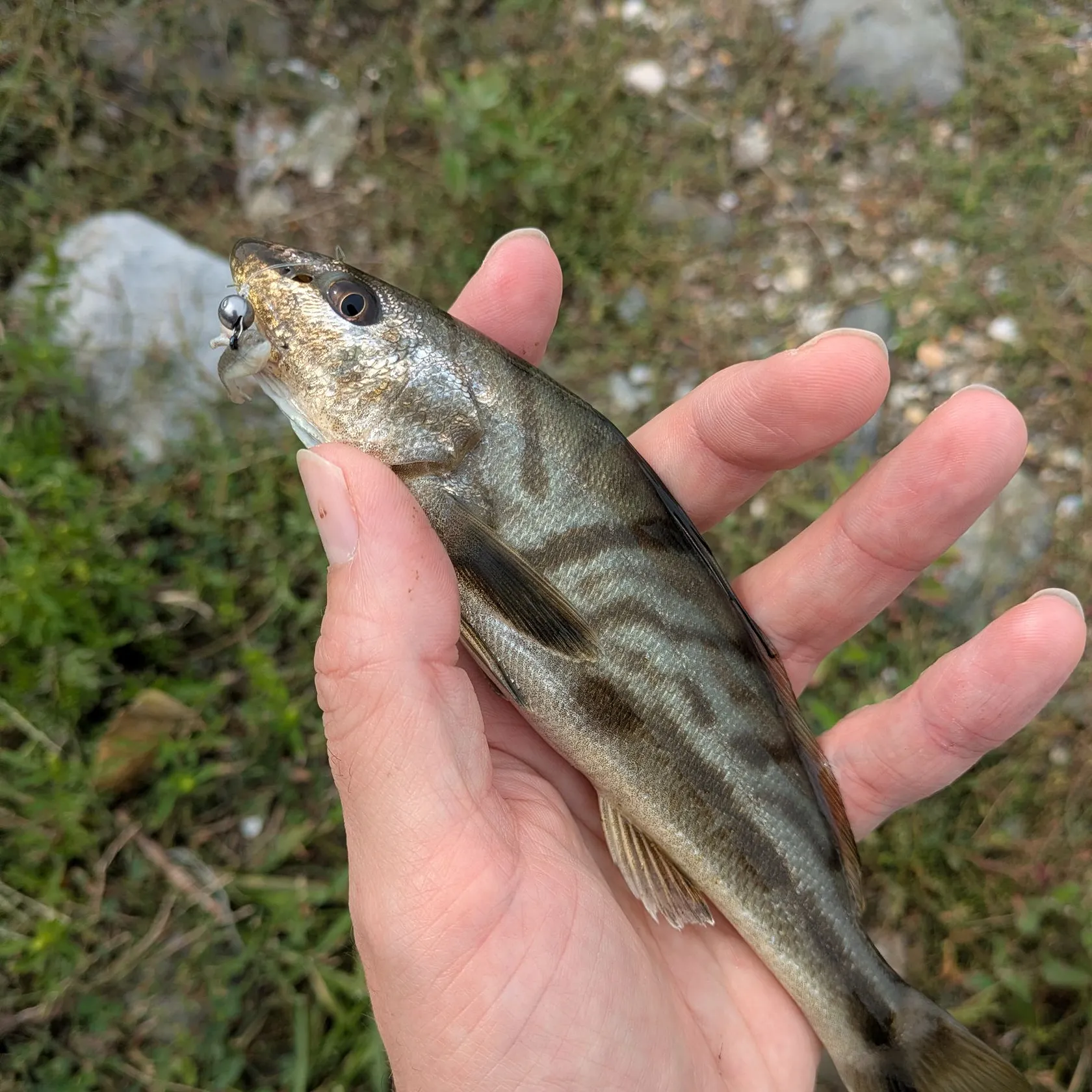 Northern kingcroaker caught on Fishbrain