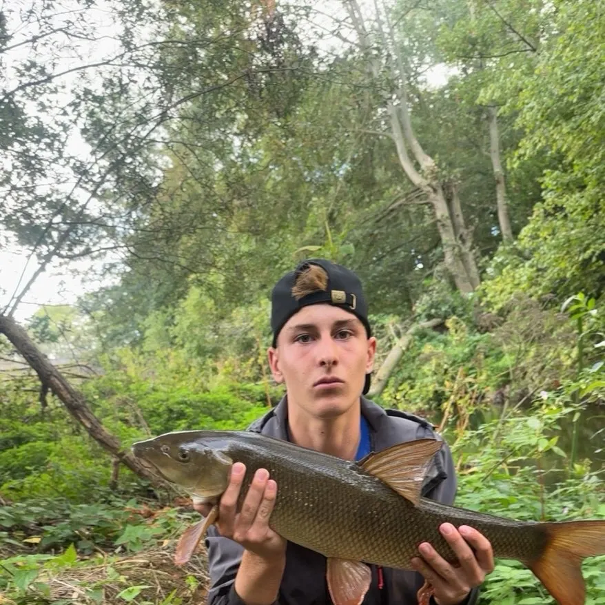 Common barbel caught on Fishbrain