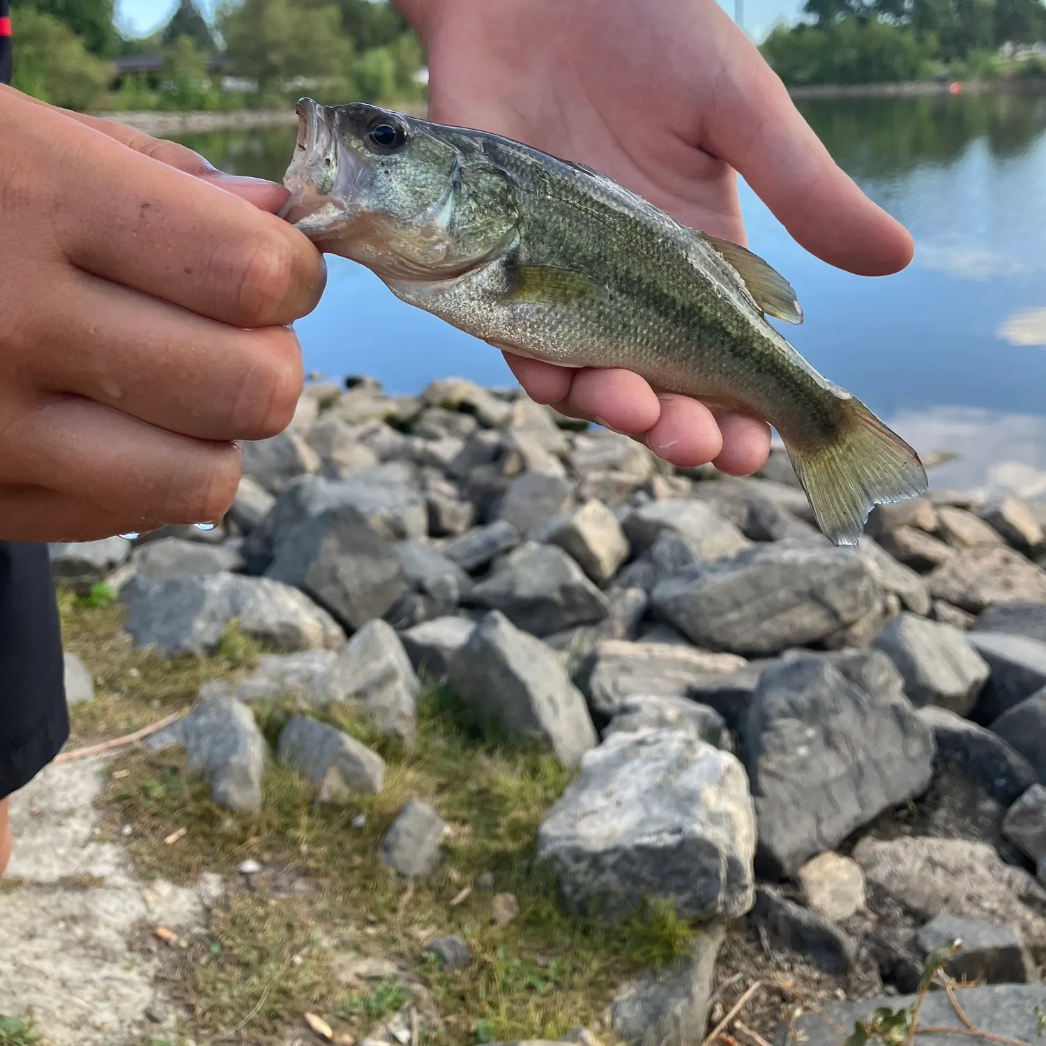 Largemouth bass caught on Fishbrain