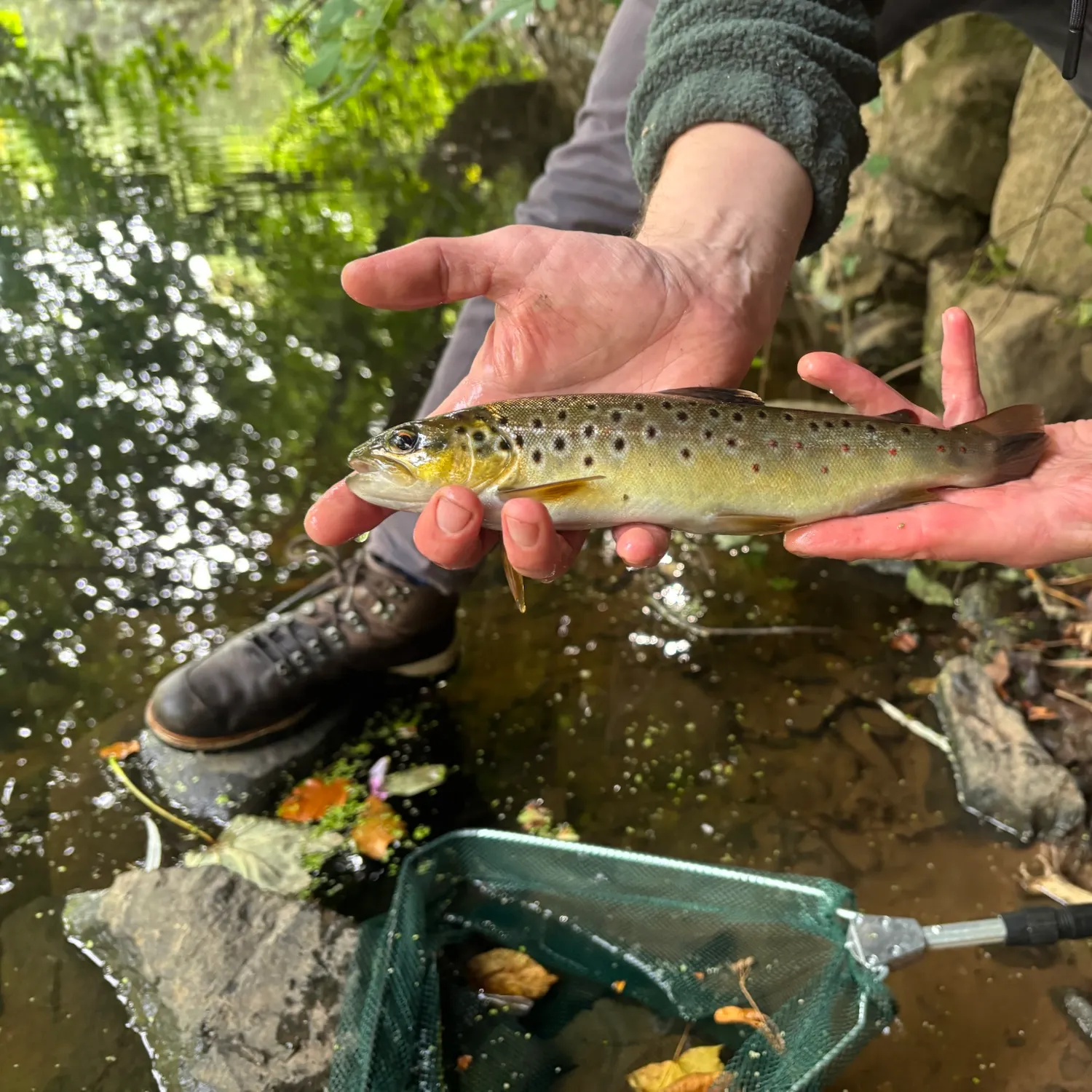 Brown trout caught on Fishbrain