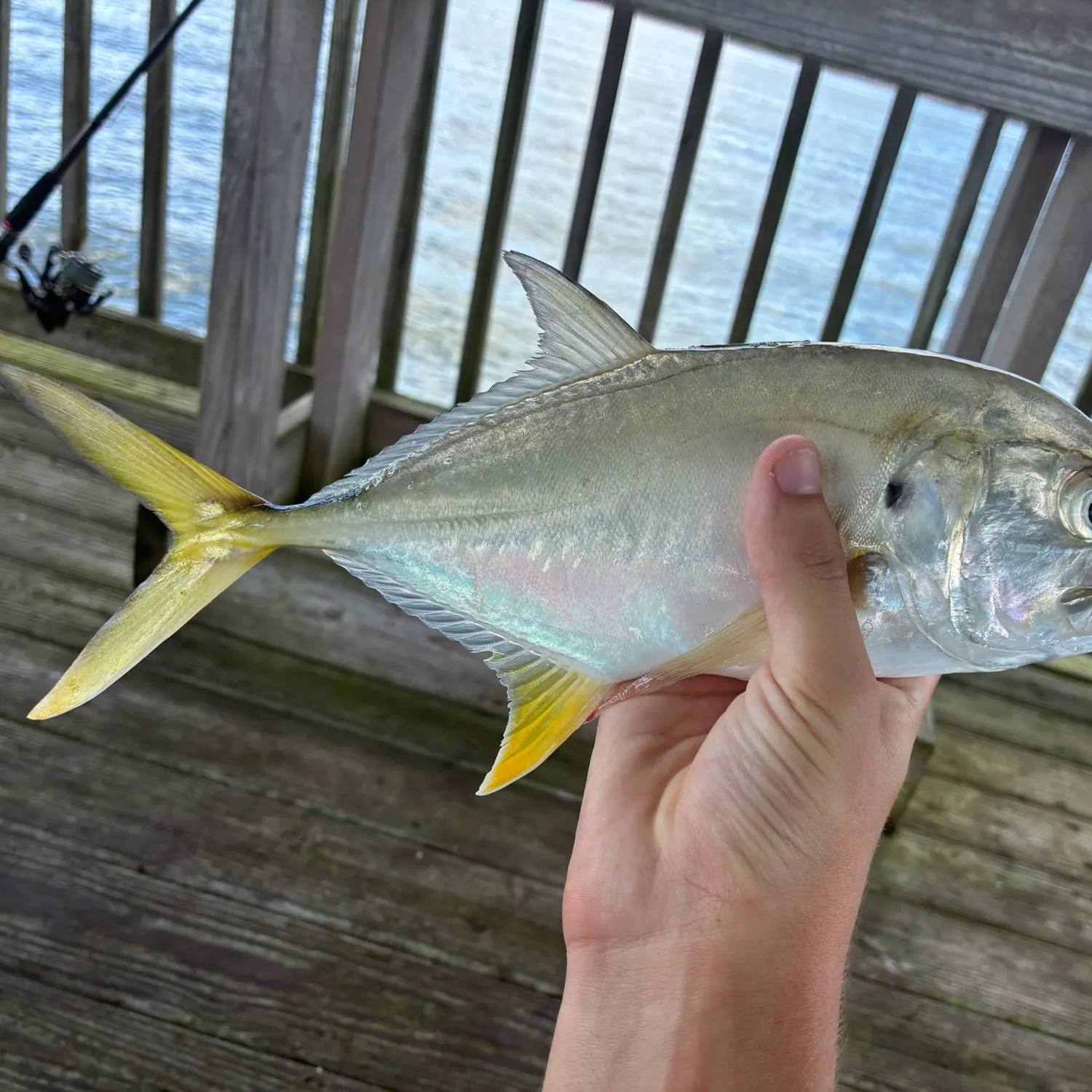 Crevalle jack caught on Fishbrain