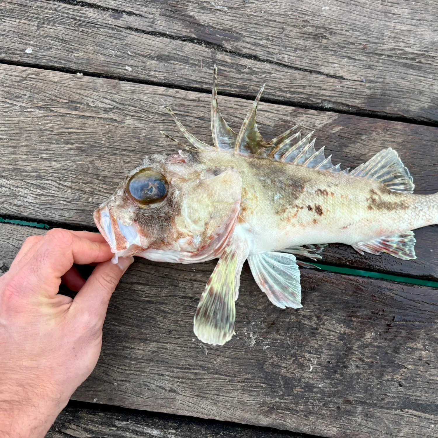 Common gurnard perch caught on Fishbrain