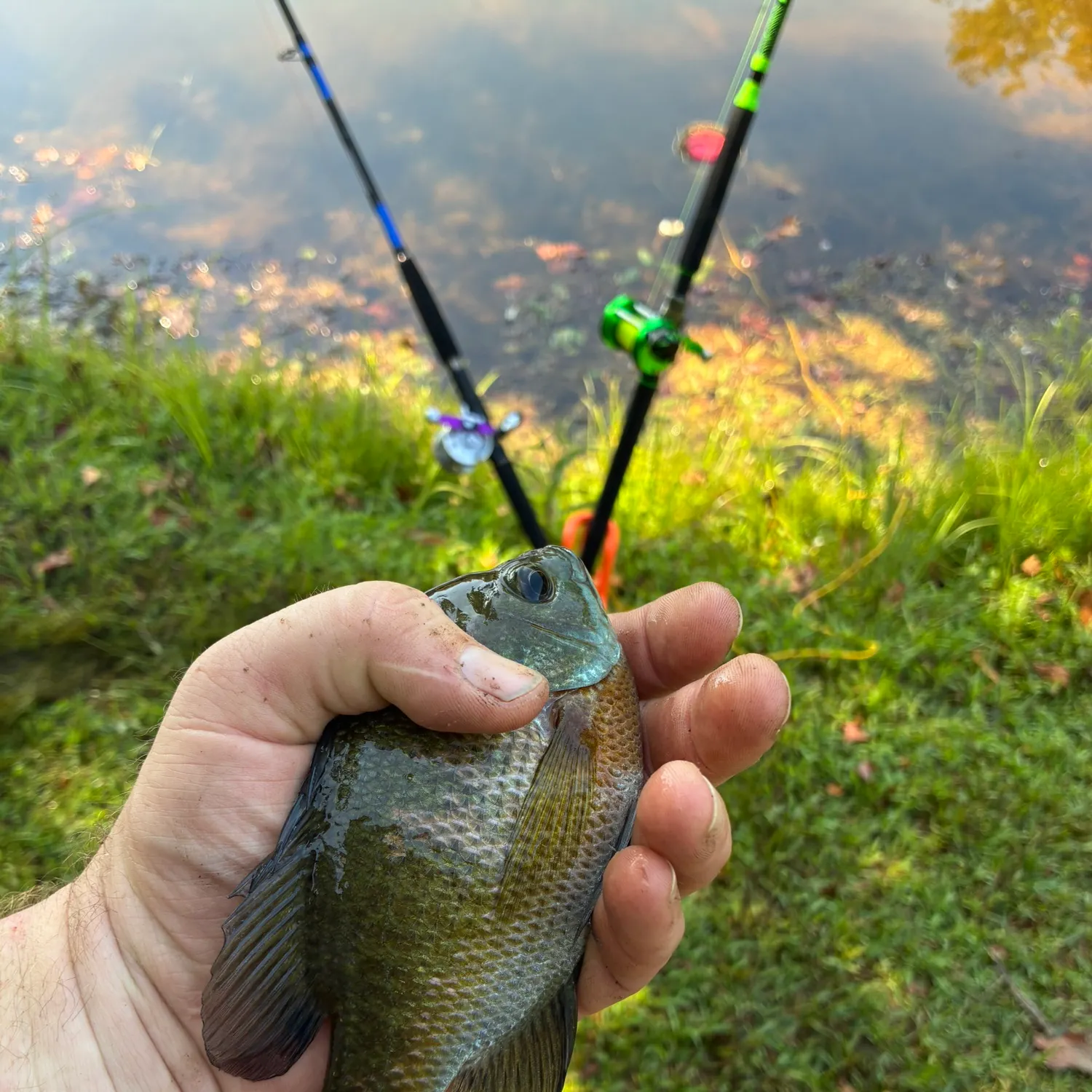 Bluegill caught on Fishbrain