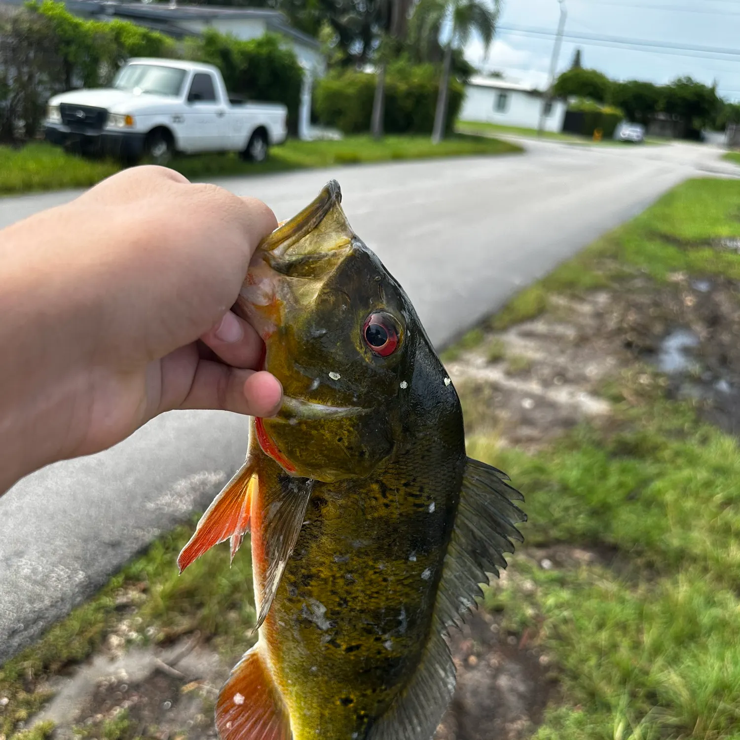 catch