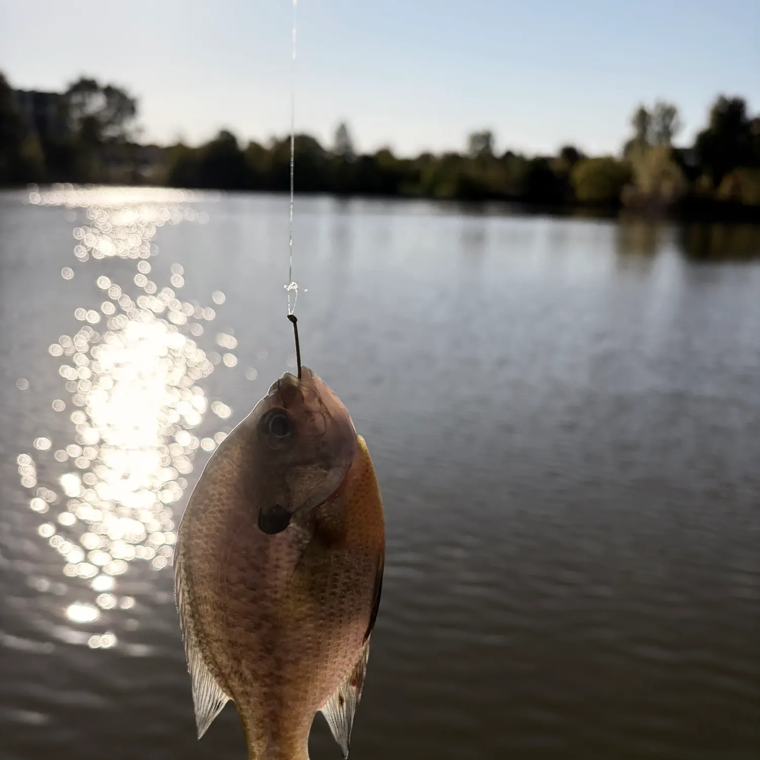 Bluegill caught on Fishbrain