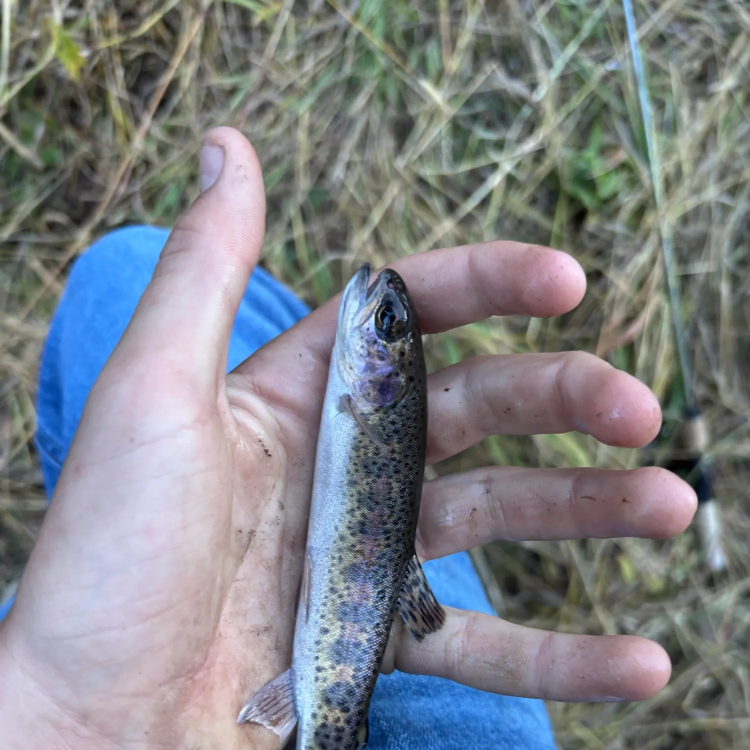 The most recent Golden trout catches on Fishbrain