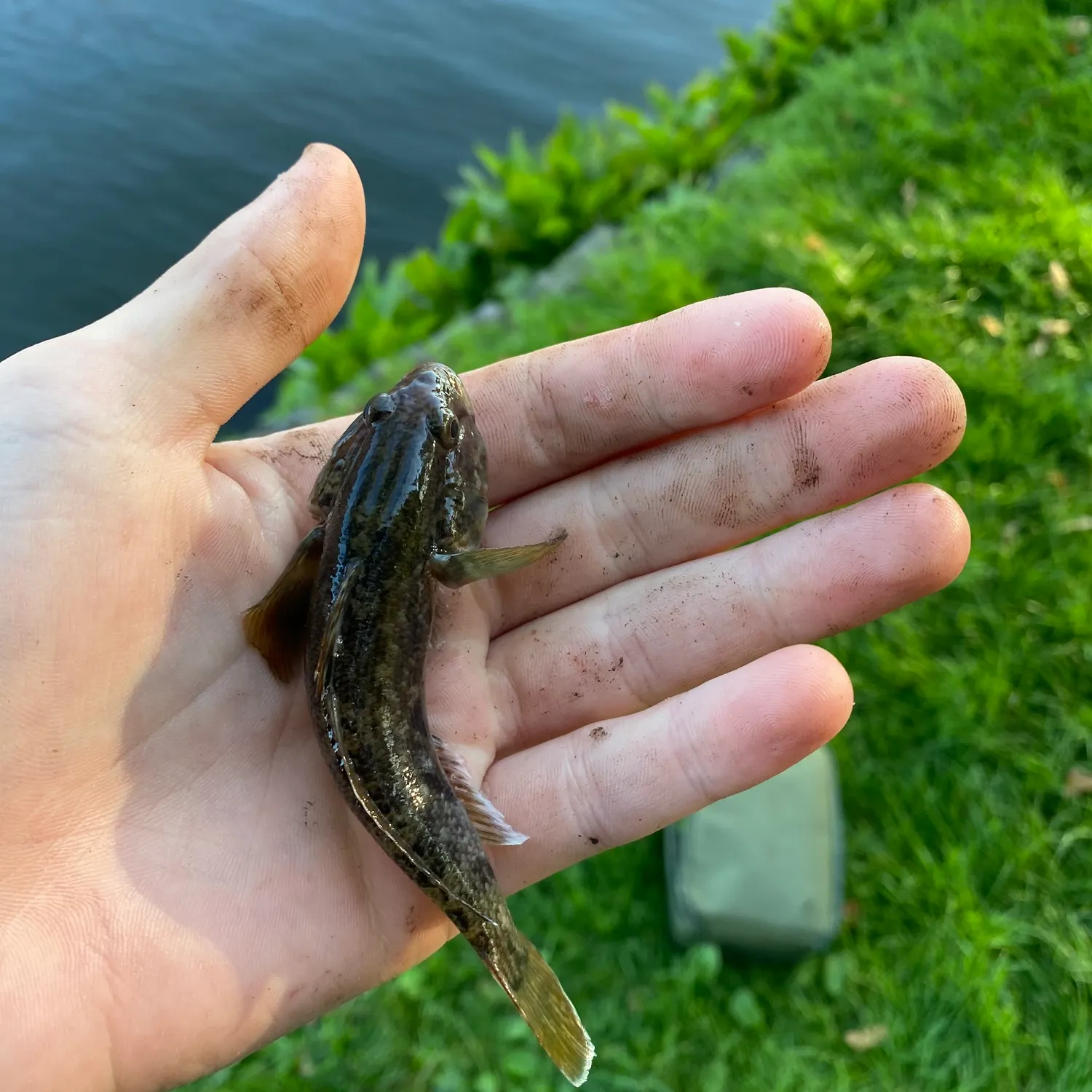 Round goby caught on Fishbrain